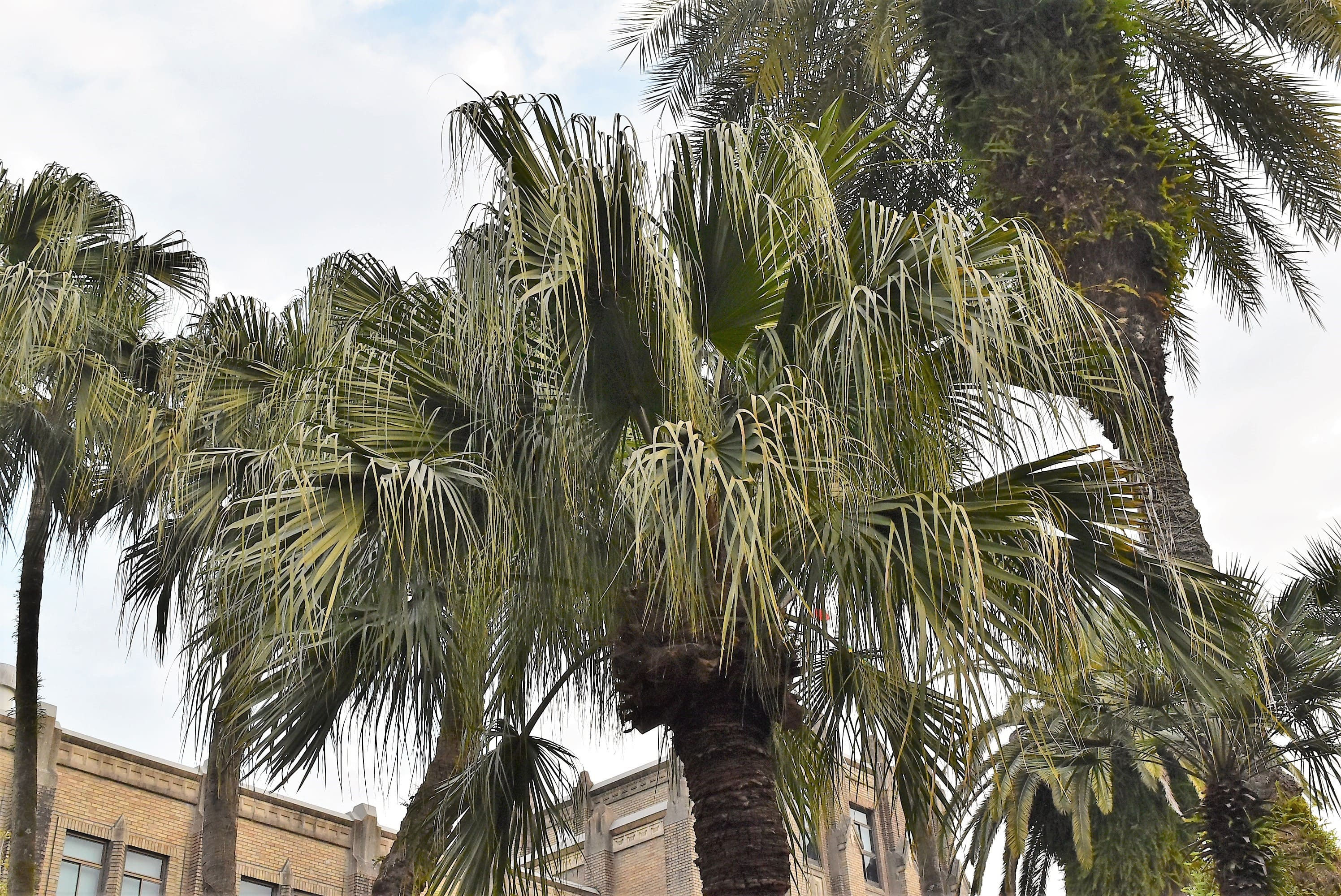 ヤシの木　ビロウ 楽天市場】ヤシの木 【 ビロウヤシ】 6号鉢植え : 苗木部 by