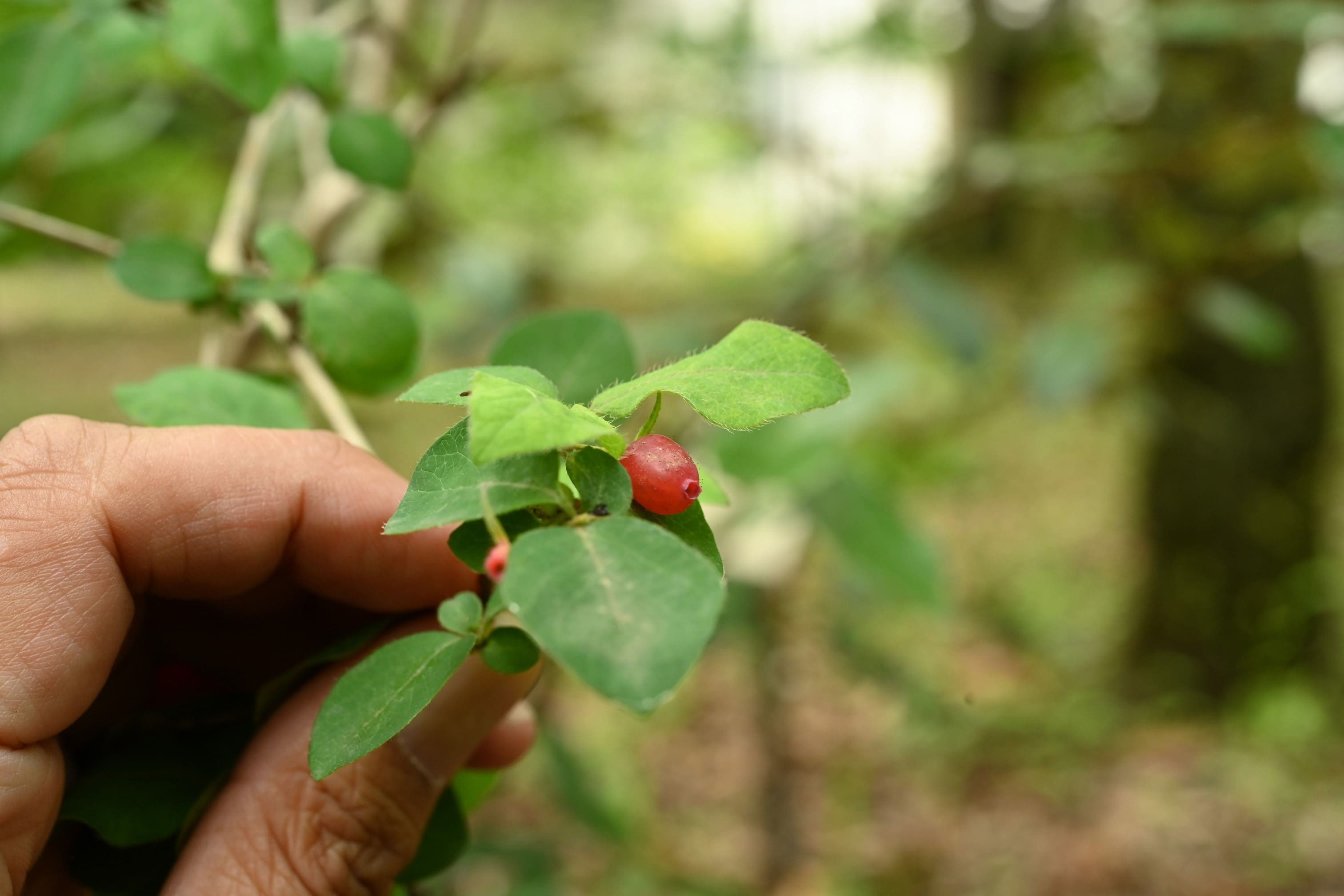 ヤマウグイスカグラ - 庭木図鑑 植木ペディア