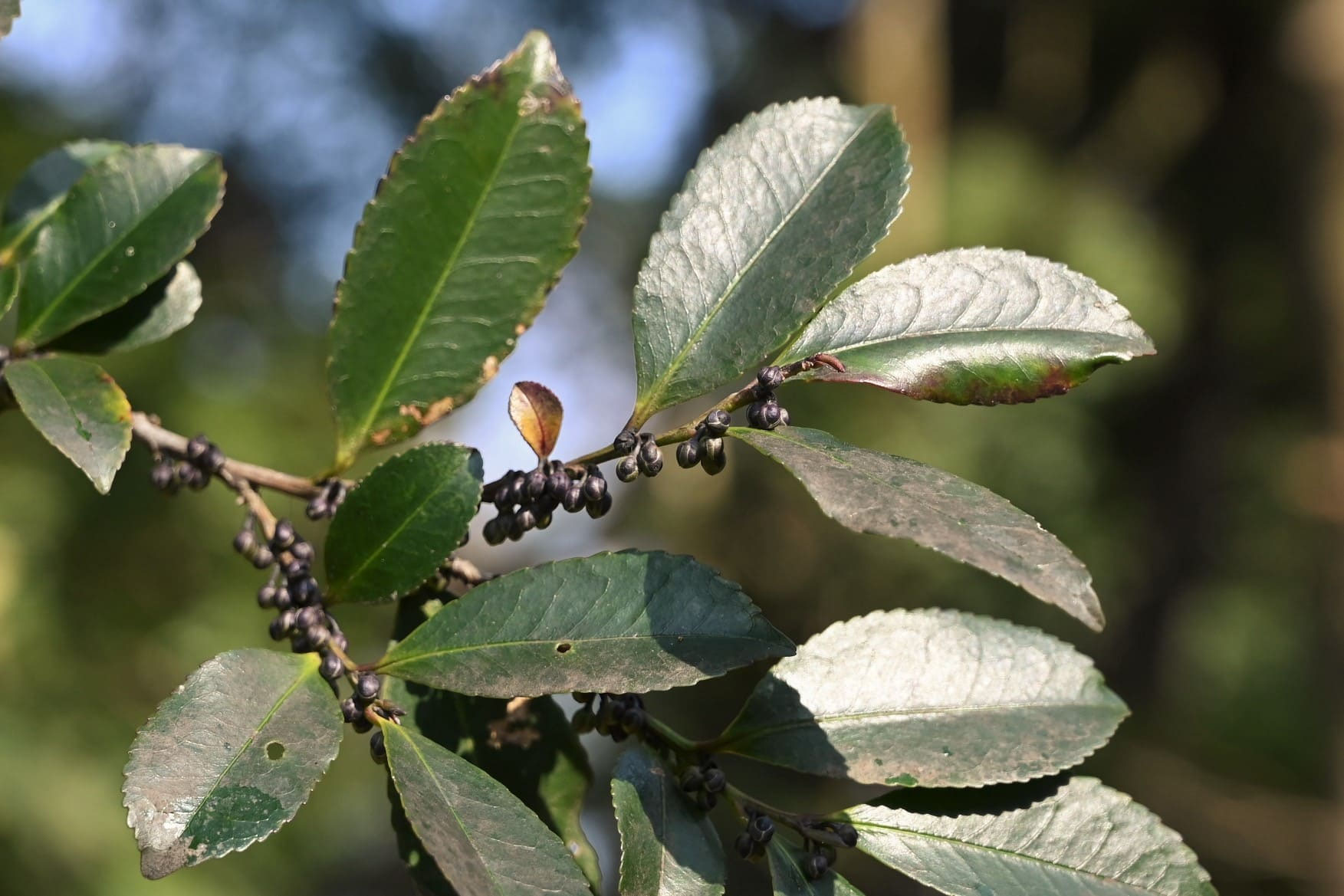ヒサカキ（姫榊） - 庭木図鑑 植木ペディア