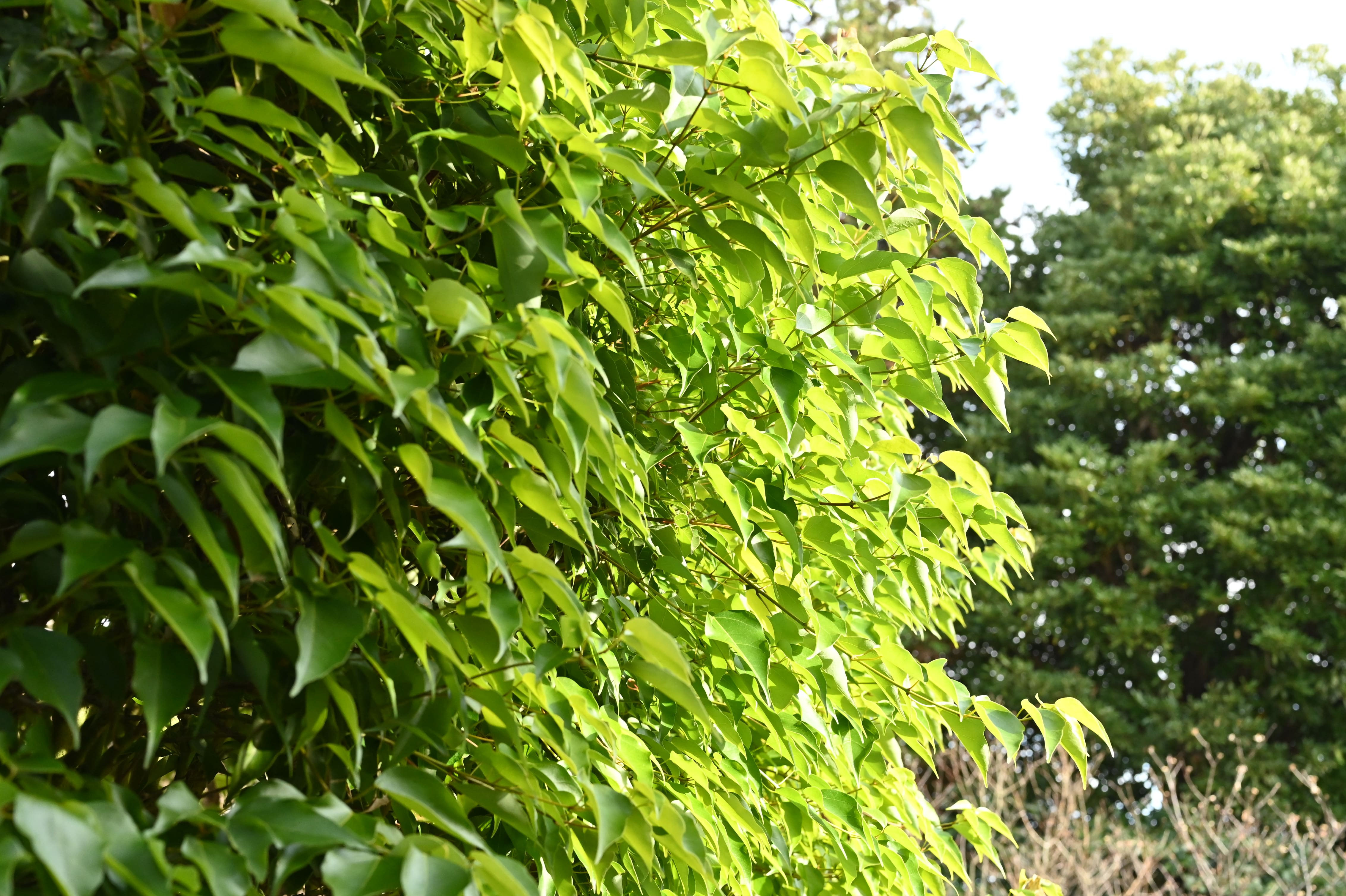 クスノハカエデ - 庭木図鑑 植木ペディア