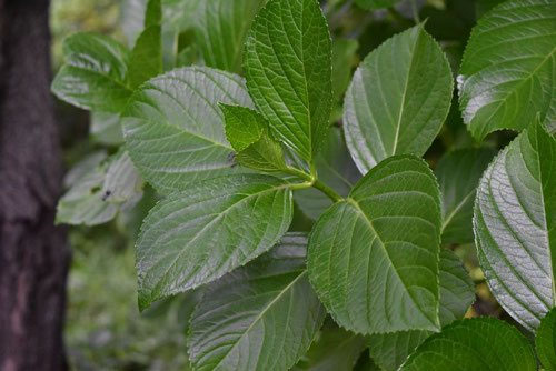 アジサイ（紫陽花） - 庭木図鑑 植木ペディア