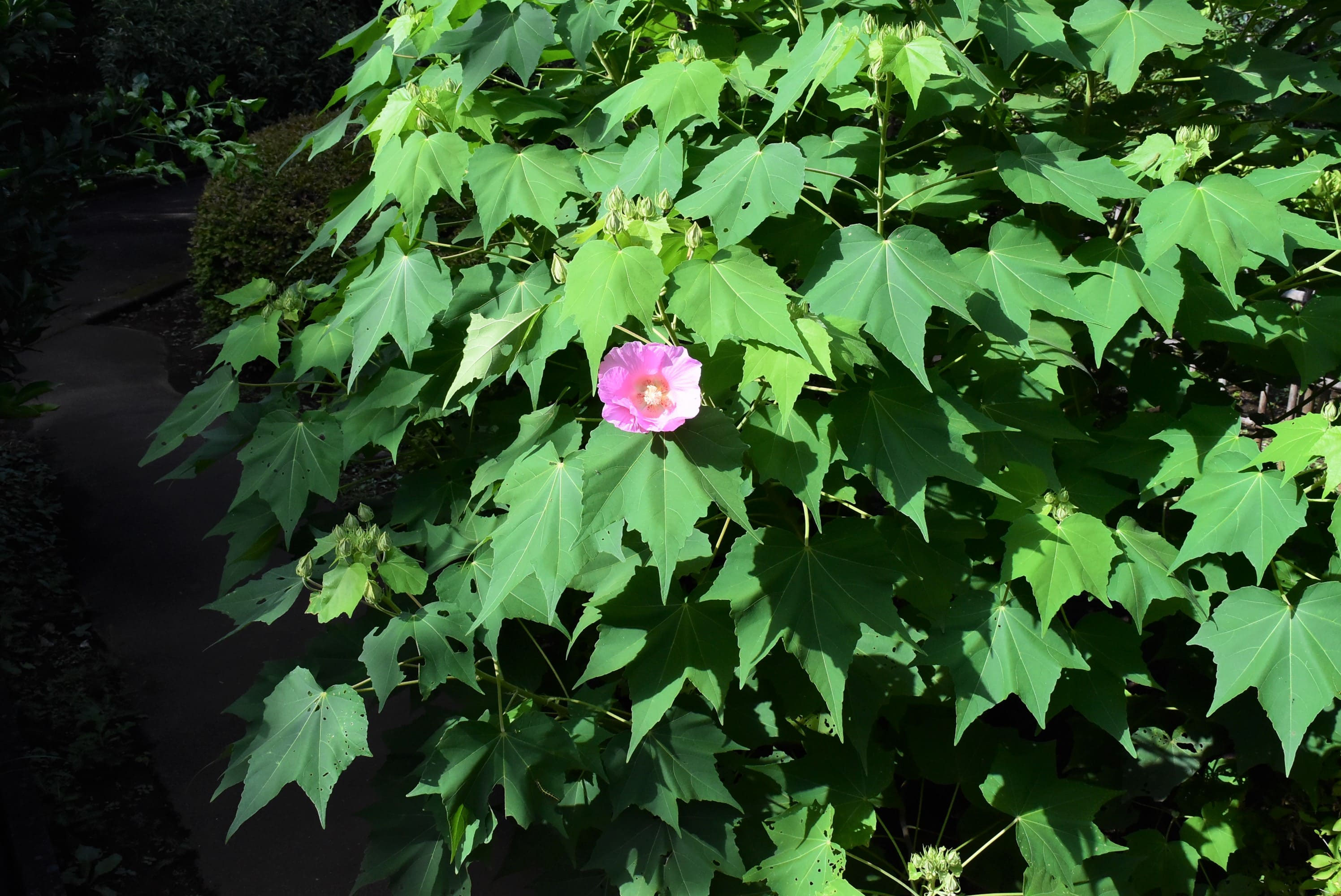 フヨウ（芙蓉） - 庭木図鑑 植木ペディア