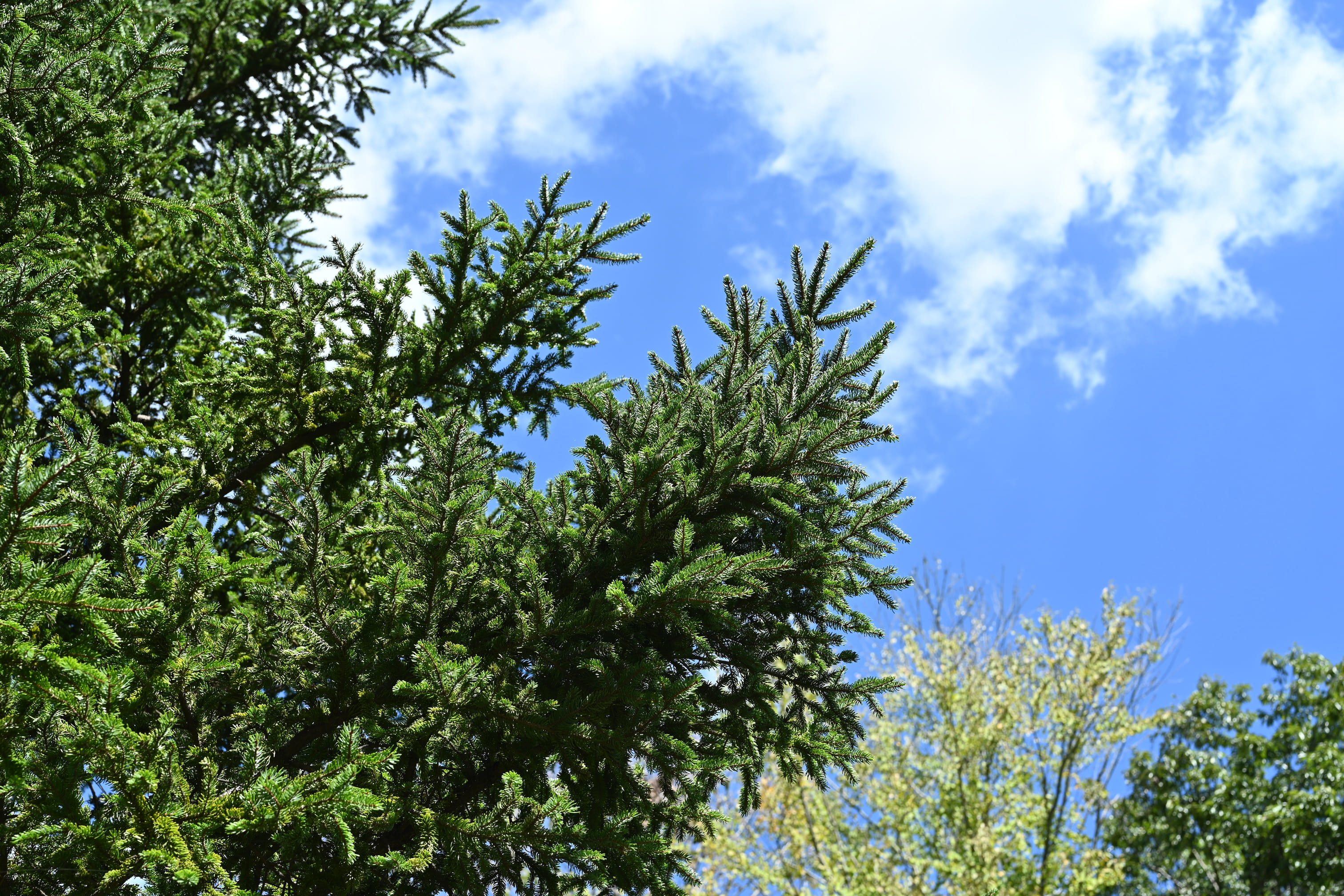 アカエゾマツ（赤蝦夷松） - 庭木図鑑 植木ペディア