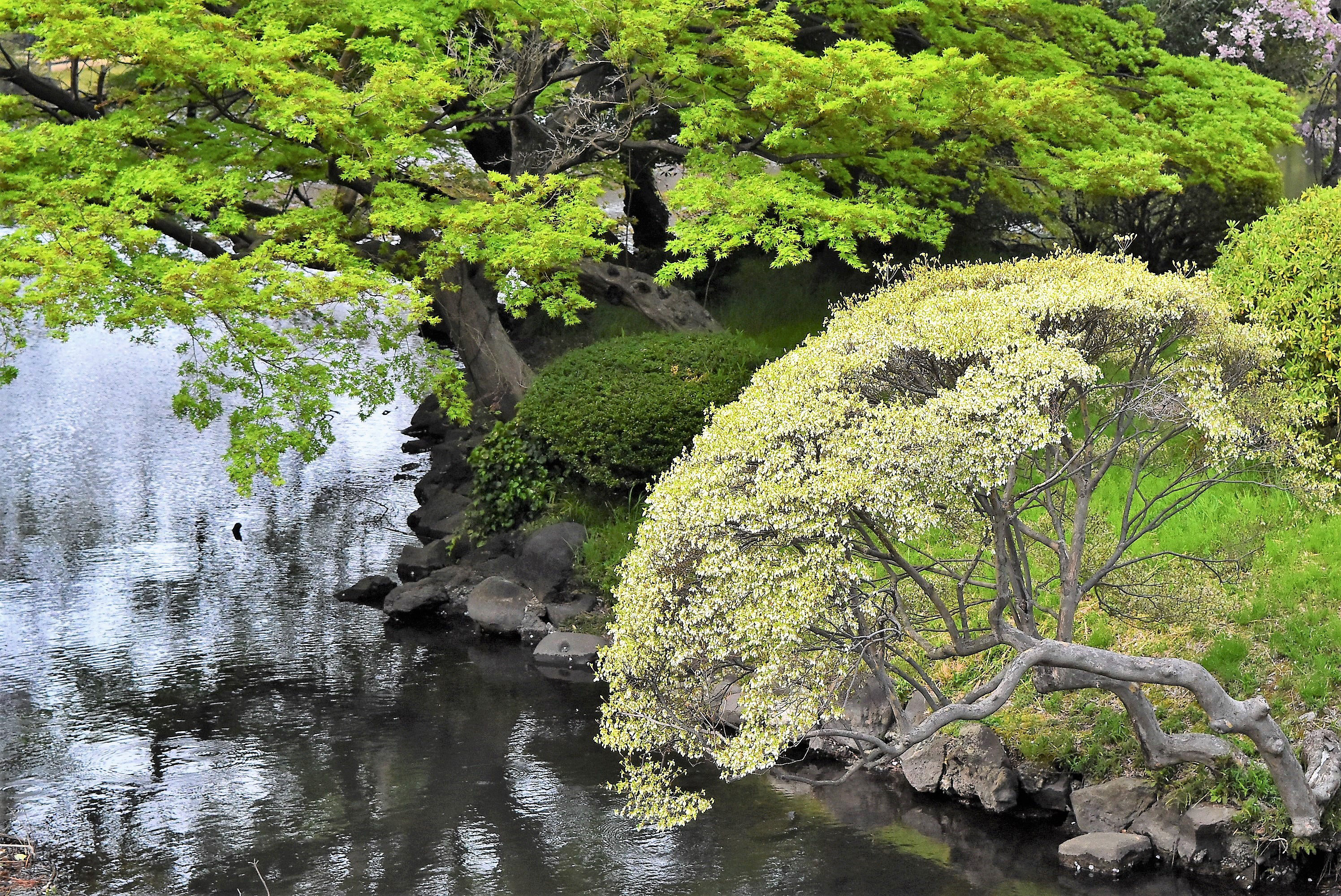 ドウダンツツジ 庭木図鑑 植木ペディア