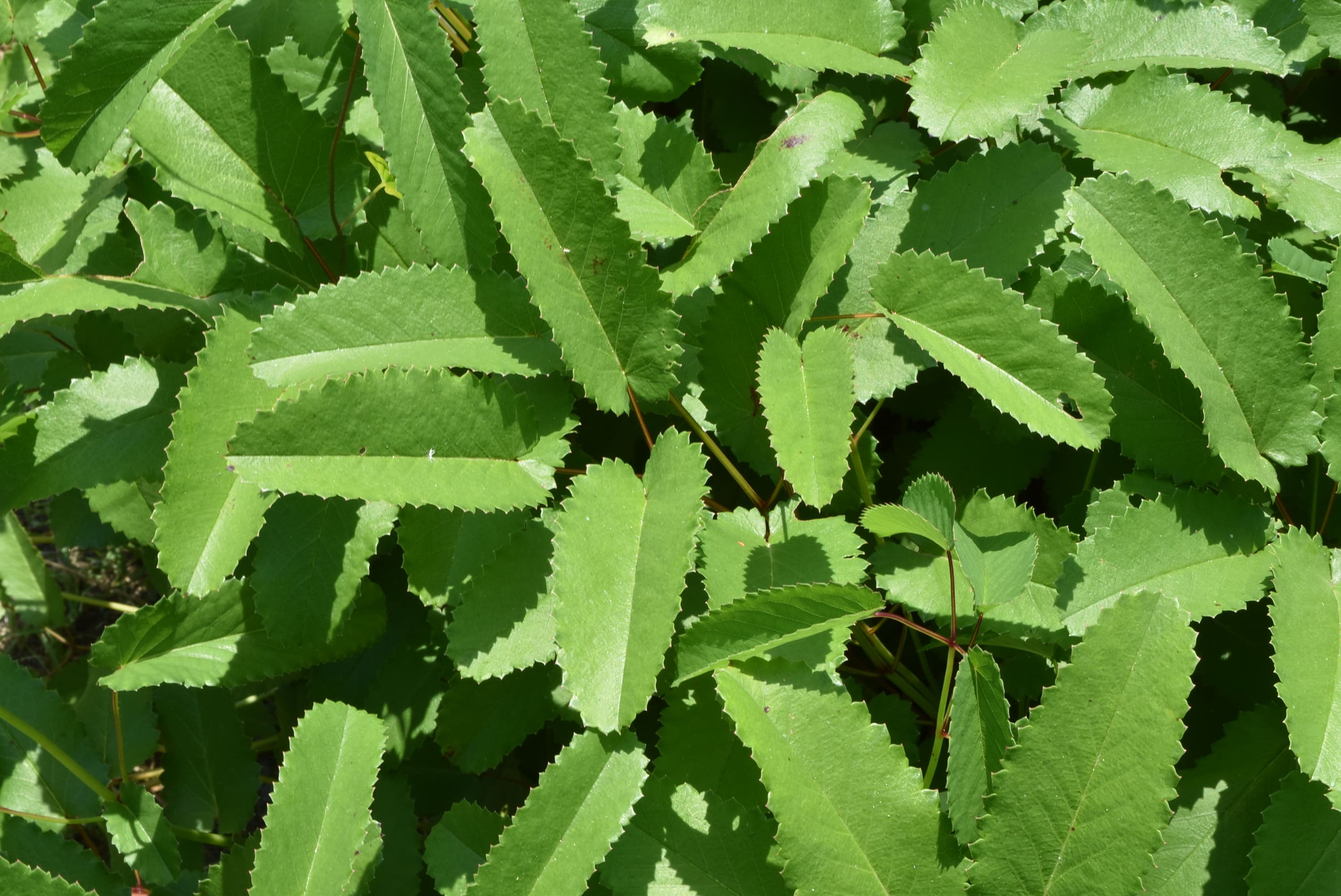 ワレモコウ 庭木図鑑 植木ペディア ワレモコウ 庭木図鑑 植木ペディア