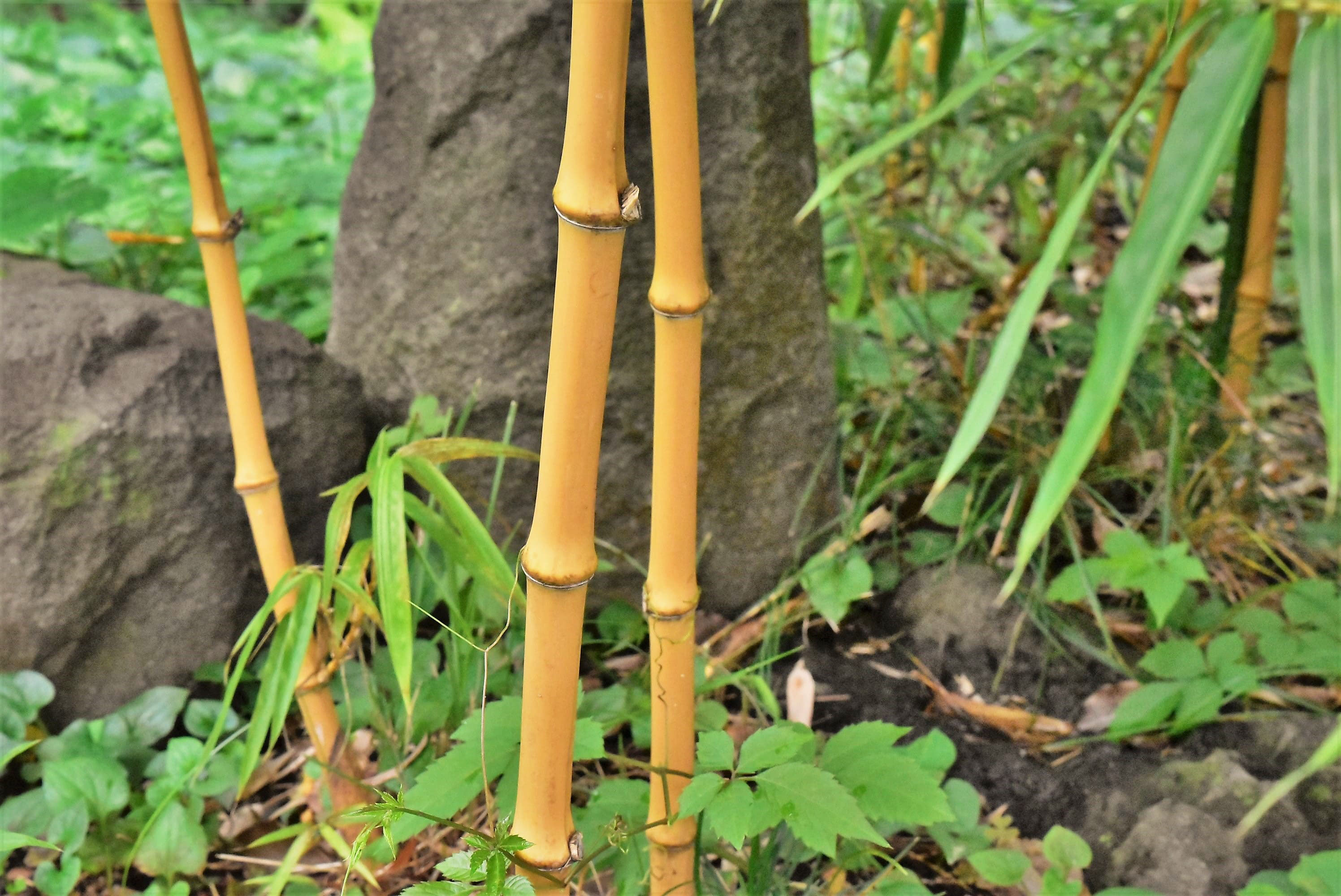 オウゴンチク おうごんちく 黄金竹 庭木図鑑 植木ペディア