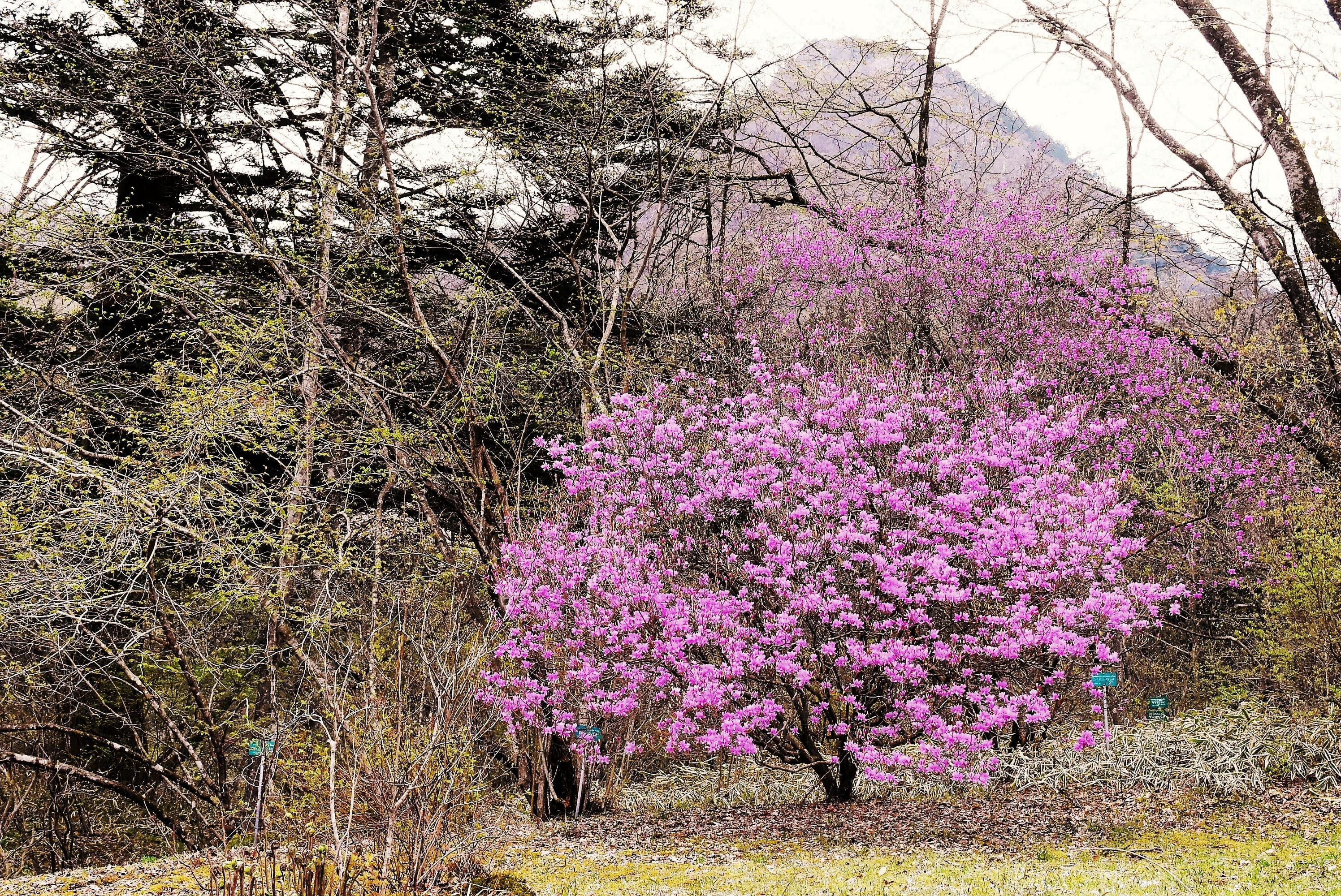 コバノミツバツツジ 庭木図鑑 植木ペディア