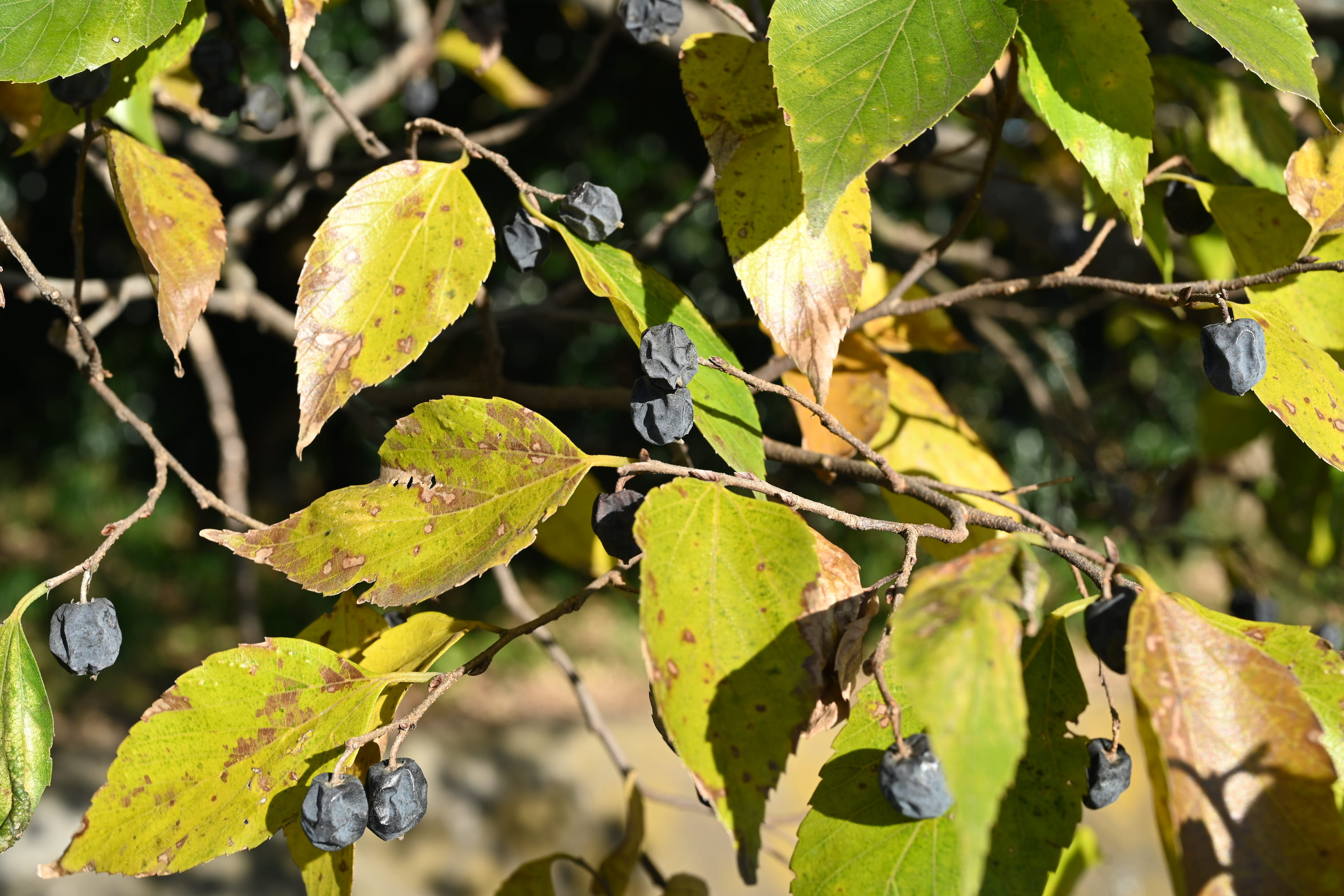 ムクノキ 椋の木 庭木図鑑 植木ペディア