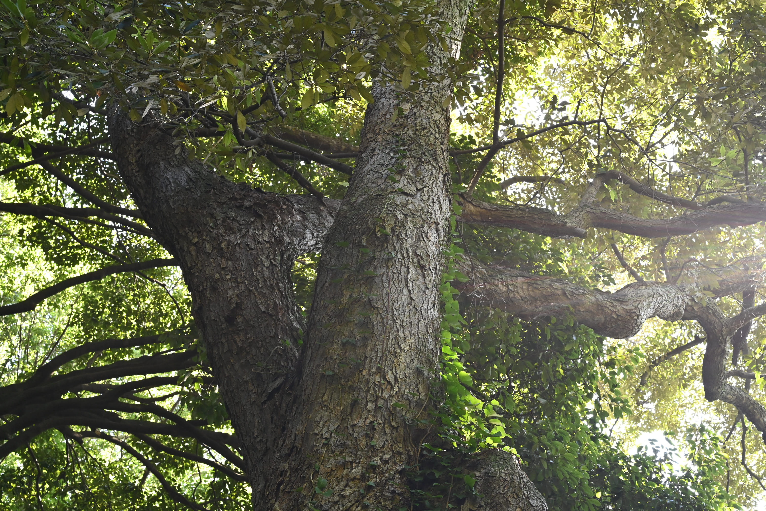 イチイガシ 庭木図鑑 植木ペディア