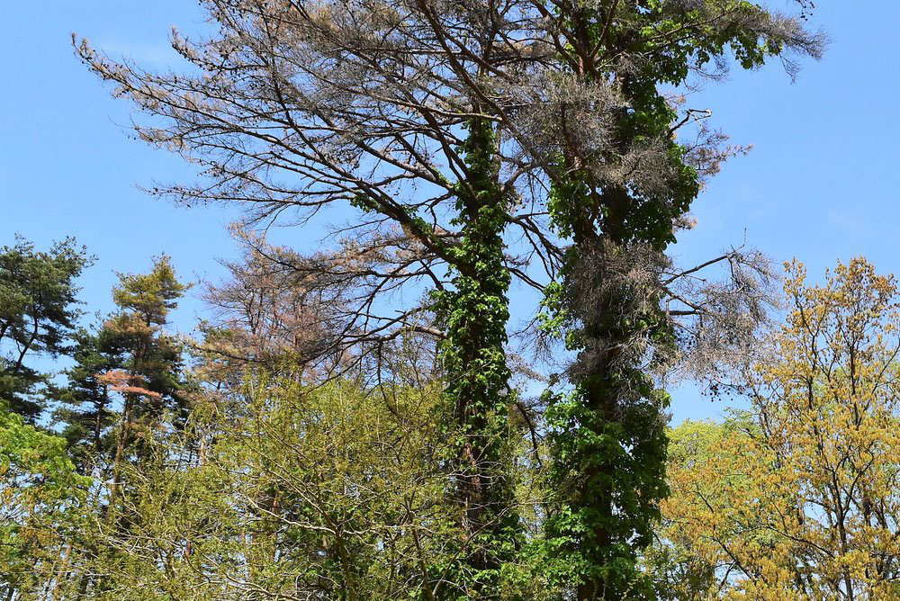 イワガラミ 岩絡み 庭木図鑑 植木ペディア イワガラミ 岩絡み 庭木図鑑 植木ペディア