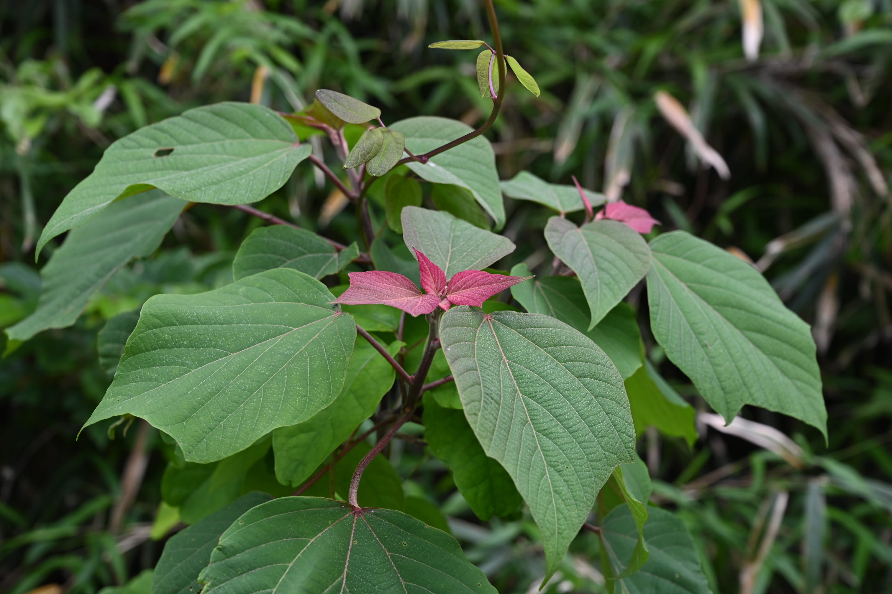 アカメガシワ 赤芽槲 庭木図鑑 植木ペディア
