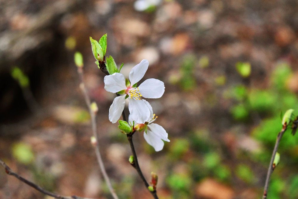 ニワウメ 庭梅 庭木図鑑 植木ペディア
