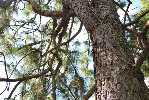 ダイオウショウ（大王松） - 庭木図鑑 植木ペディア