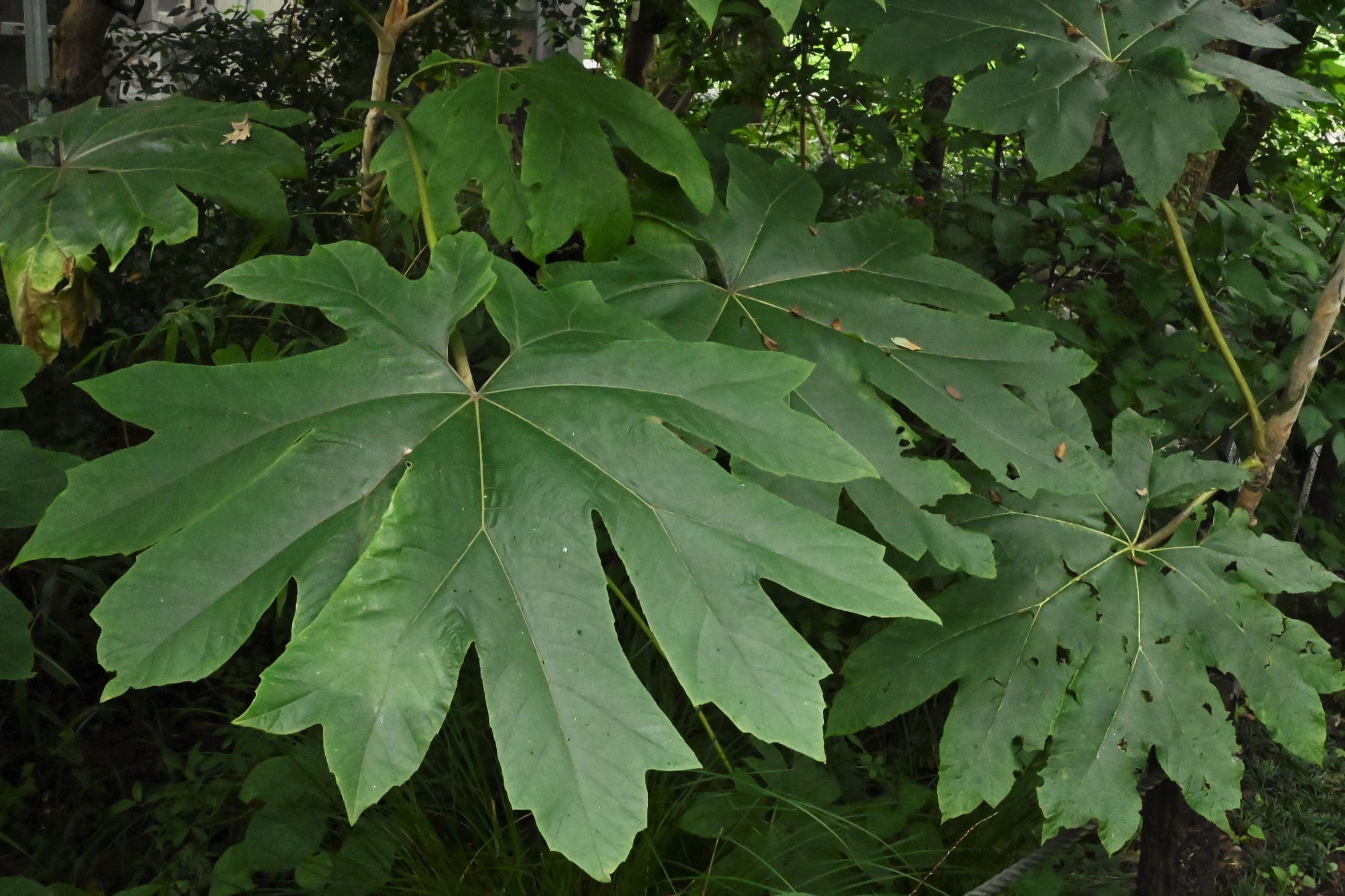 カミヤツデ かみやつで 紙八手 庭木図鑑 植木ペディア