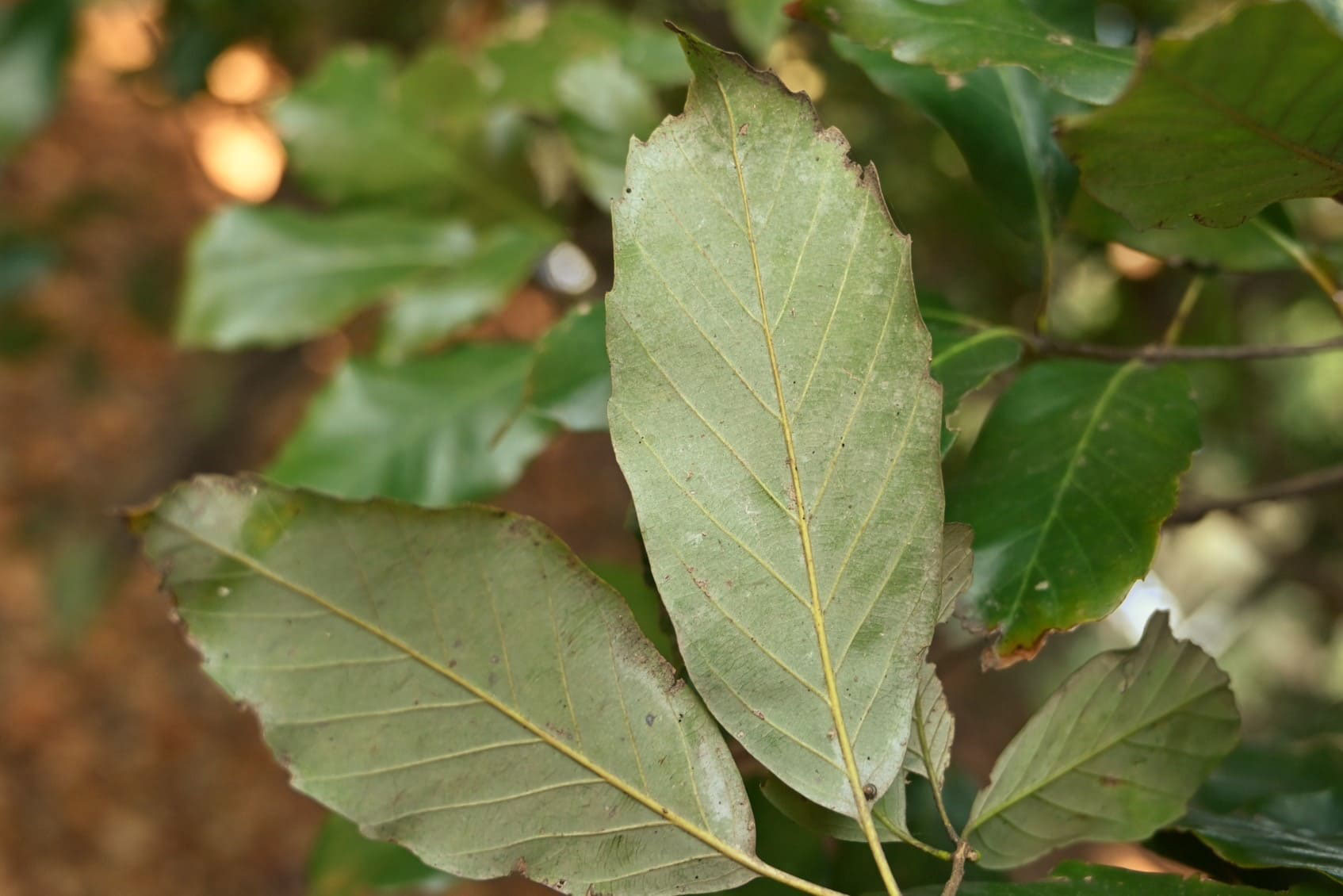 アラカシ 粗樫 庭木図鑑 植木ペディア