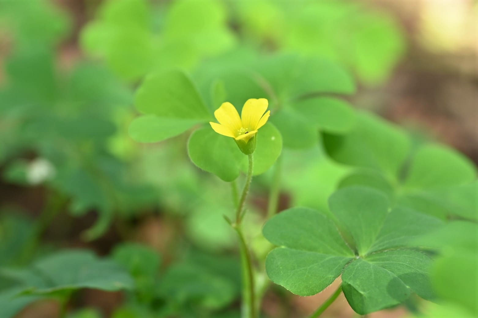 カタバミ／かたばみ／片喰 - 庭木図鑑 植木ペディア