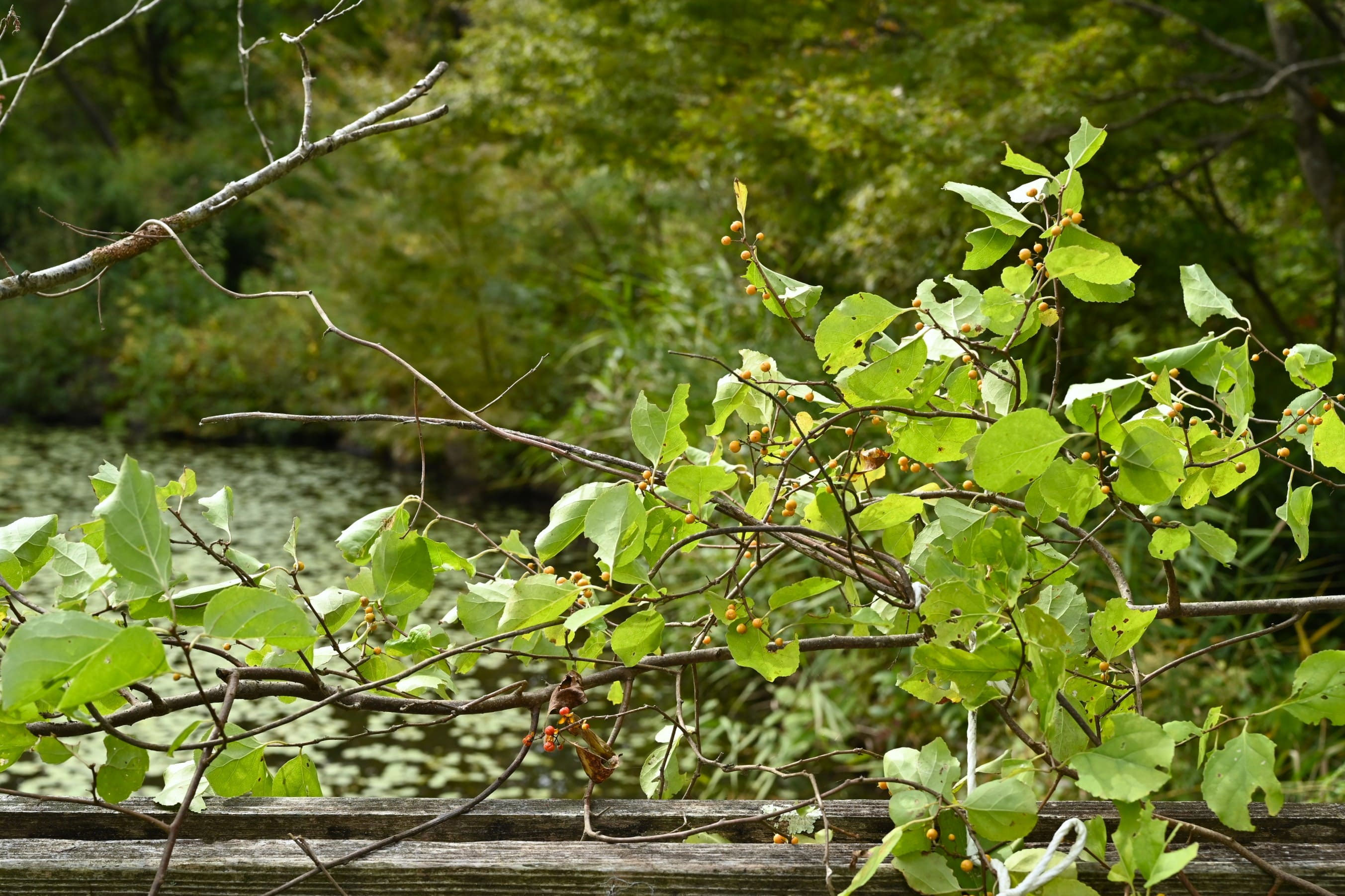 ツルウメモドキ - 庭木図鑑 植木ペディア
