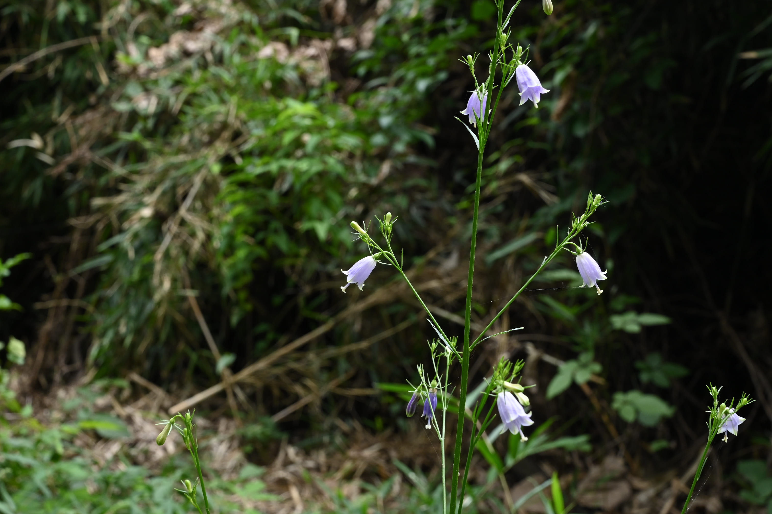 釣鐘ニンジン球根苗　薄紫の鐘形花の植物 約60cmき 釣鐘ニンジン球根苗 薄紫の鐘形花の植物 約60cmき ツリガネニンジン - 庭木