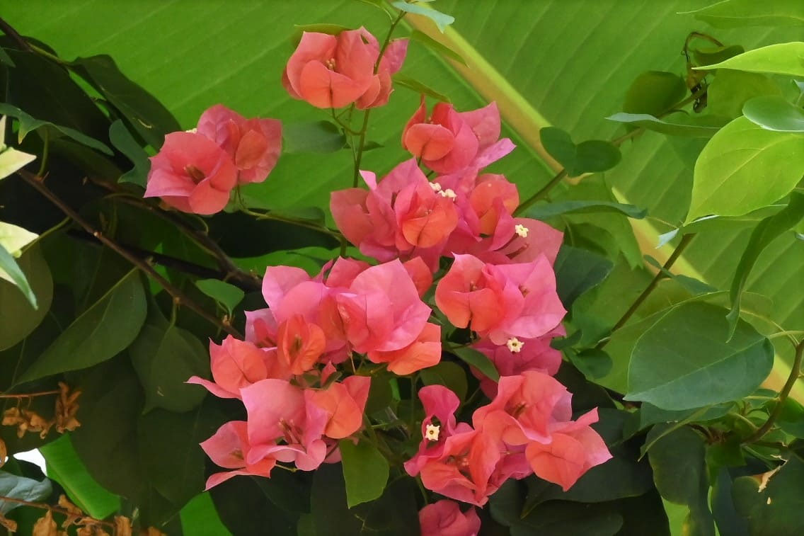 ブーゲンビリア 10号 2mくらい 花 花木 南国