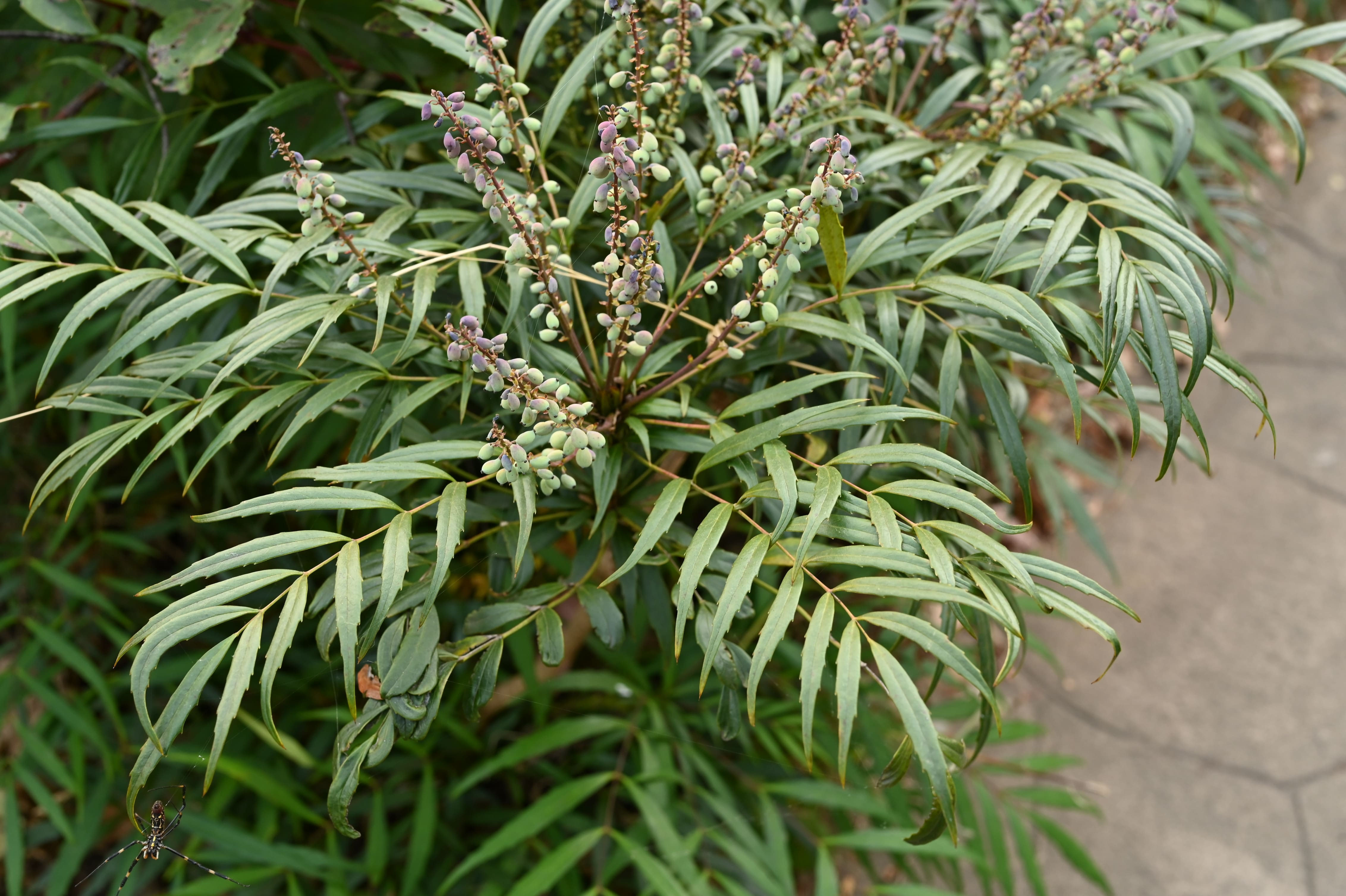 マホニアコンフューサ - 庭木図鑑 植木ペディア