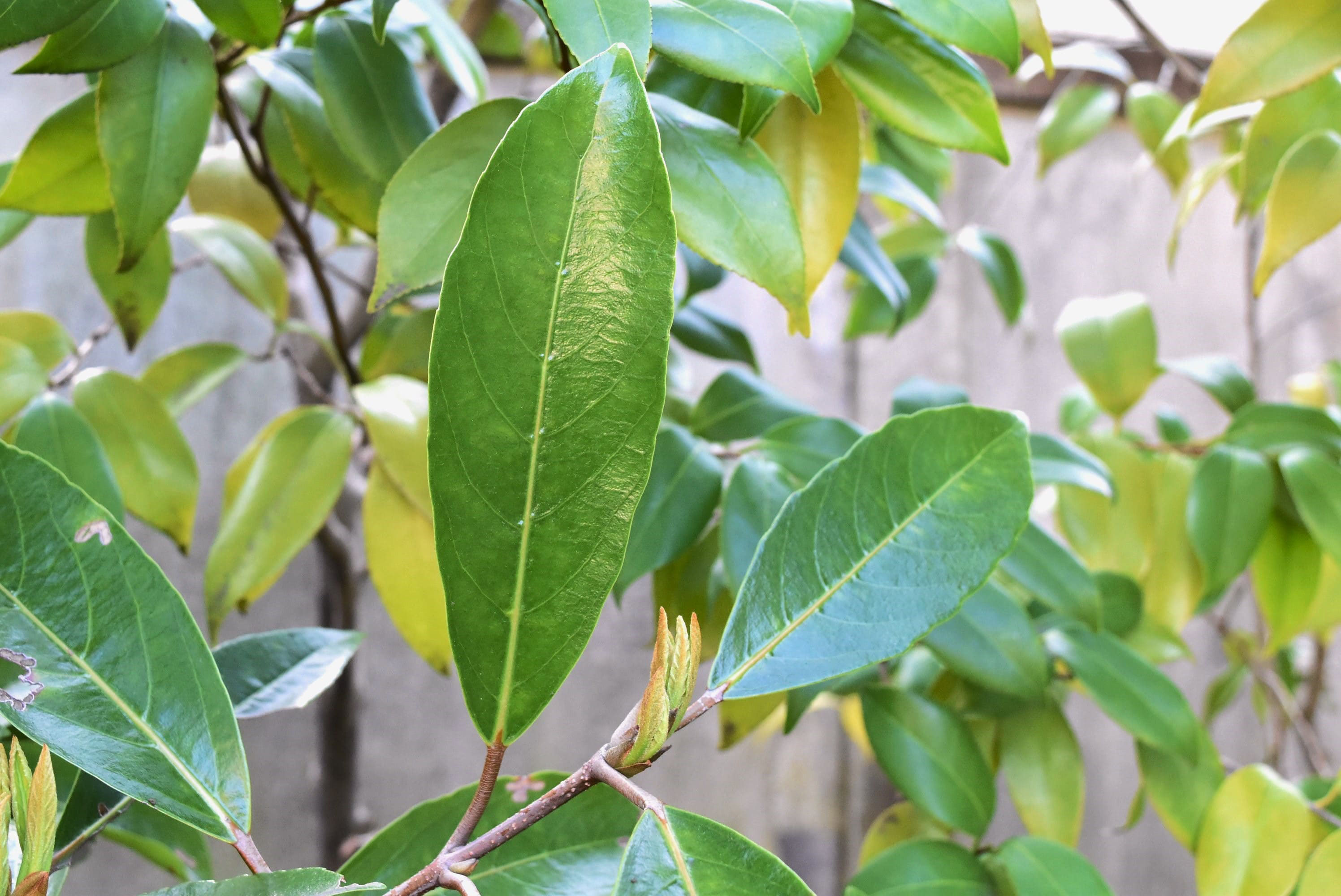 サンゴジュ 珊瑚樹 庭木図鑑 植木ペディア