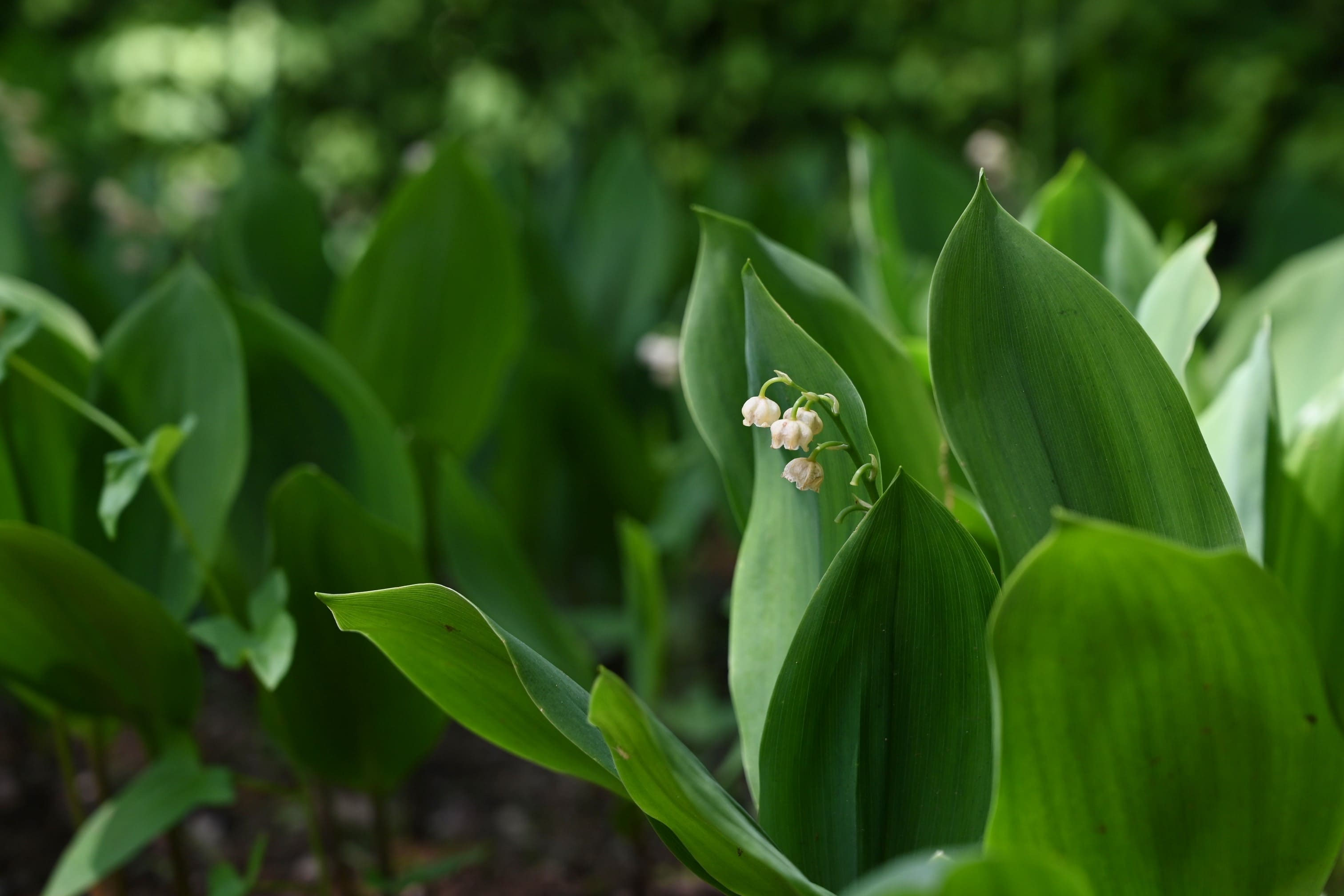 スズラン 日本 鈴蘭 すずらん 茶花 君影草 (20芽) スズラン／すずらん