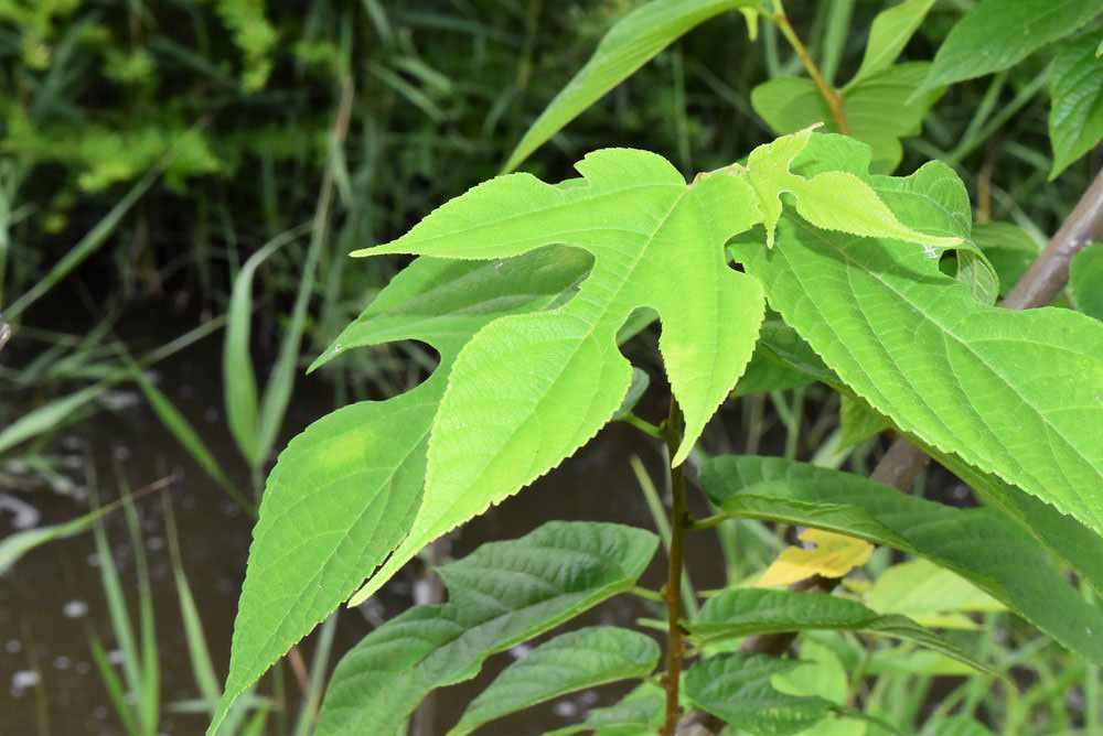 ヒメコウゾ 庭木図鑑 植木ペディア