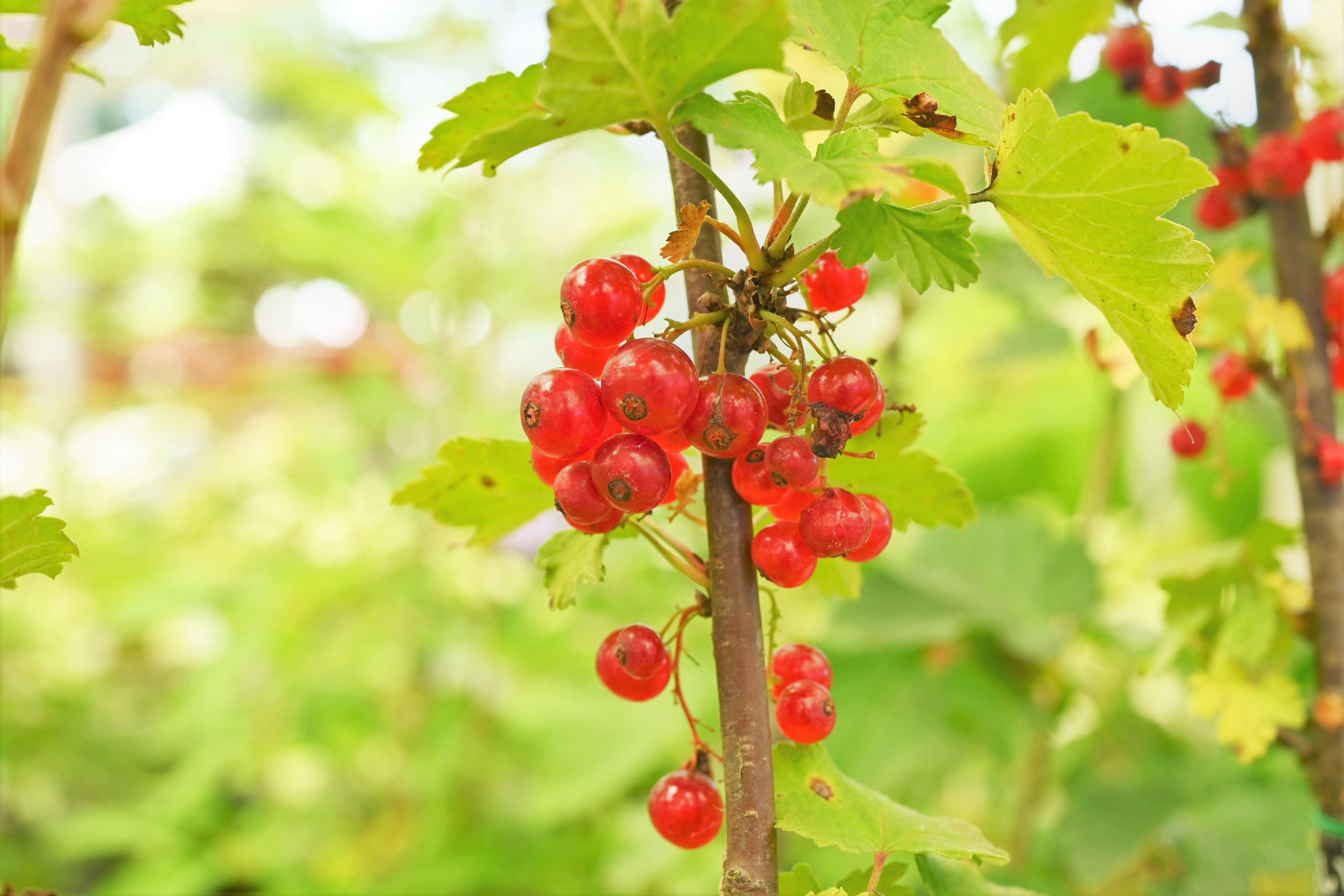 フサスグリ ふさすぐり 房酸塊 庭木図鑑 植木ペディア フサスグリ ふさすぐり 房酸塊 庭木図鑑 植木ペディア