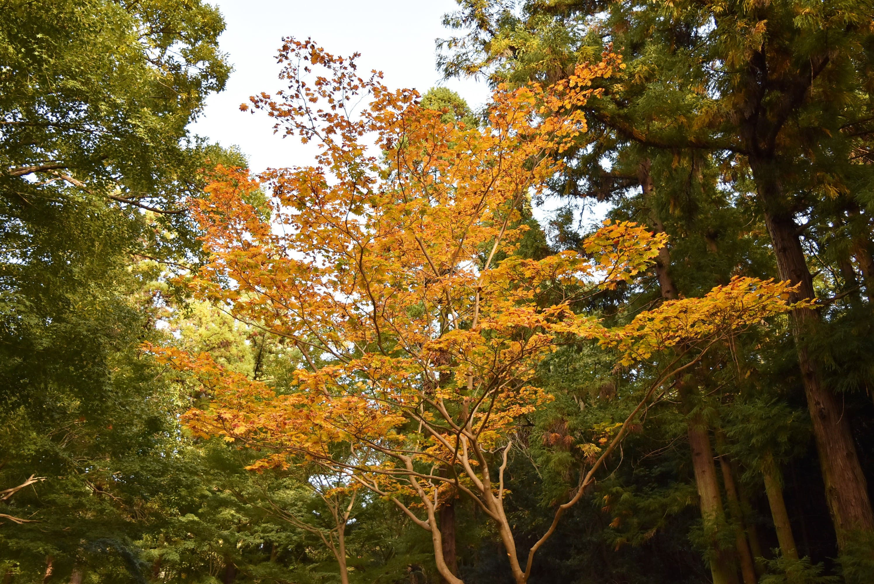 ハウチワカエデ - 庭木図鑑 植木ペディア