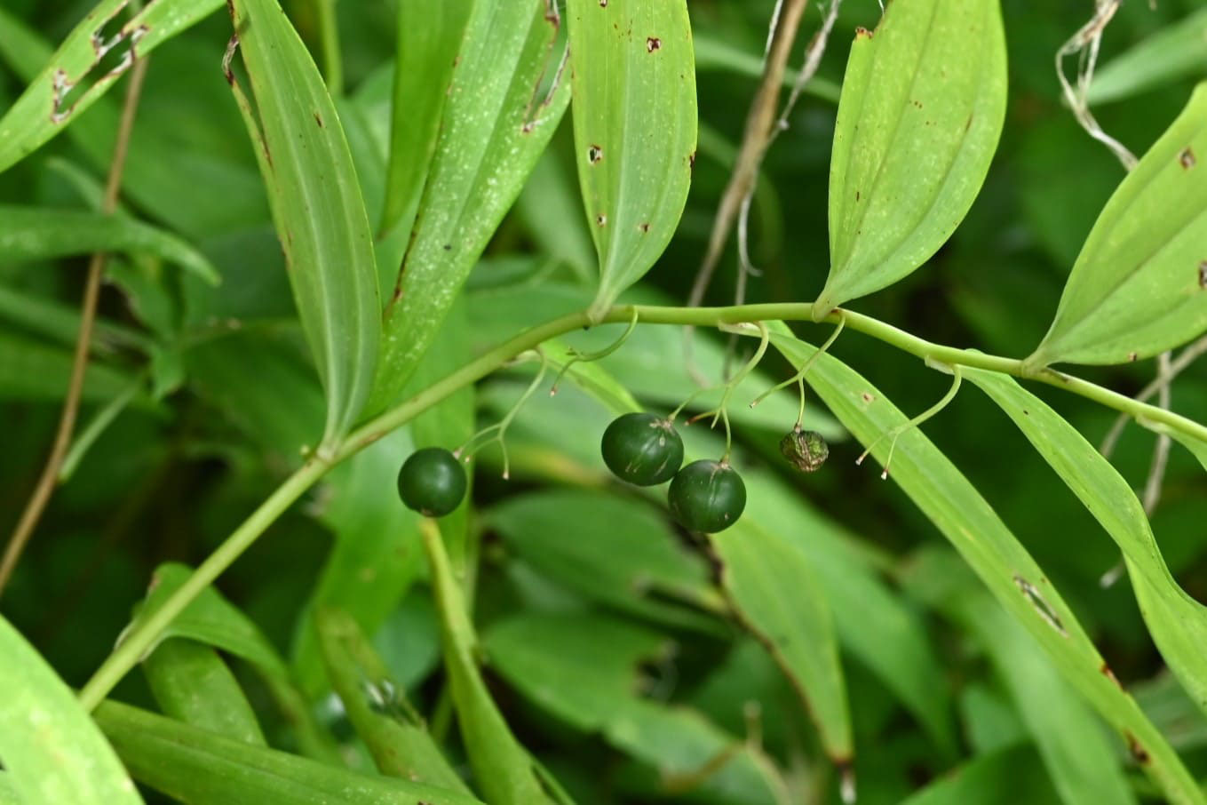 庭木図鑑 植木ペディア