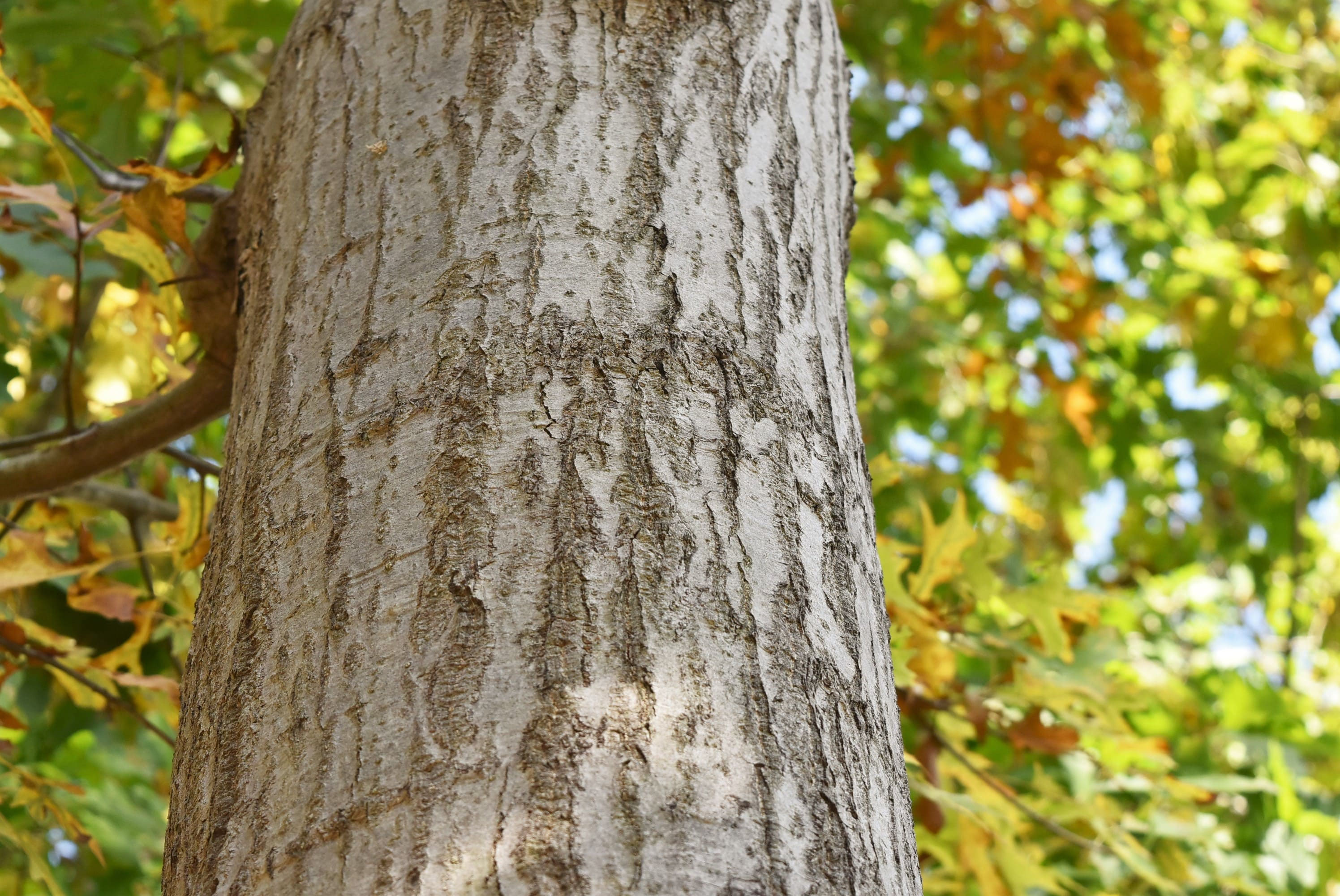 アメリカガシワ 庭木図鑑 植木ペディア アメリカガシワ 庭木図鑑 植木ペディア