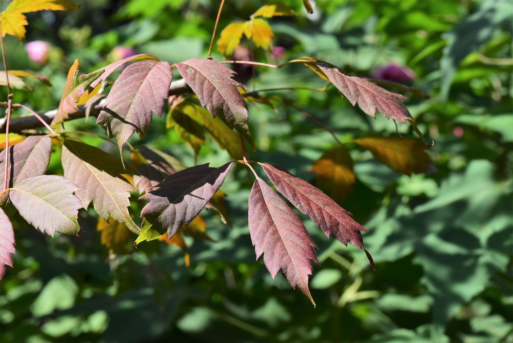 三手楓(ミツデカエデ)盆栽 SS002 三手楓（ミツデカエデ）盆栽 SS002