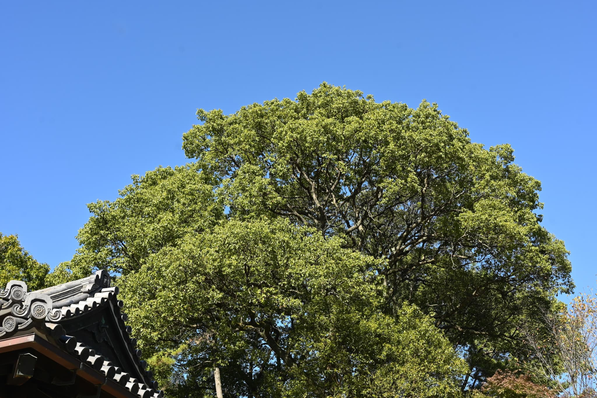 楠実 9/7 クスノキ（楠）の実 | 散歩道の野草と風