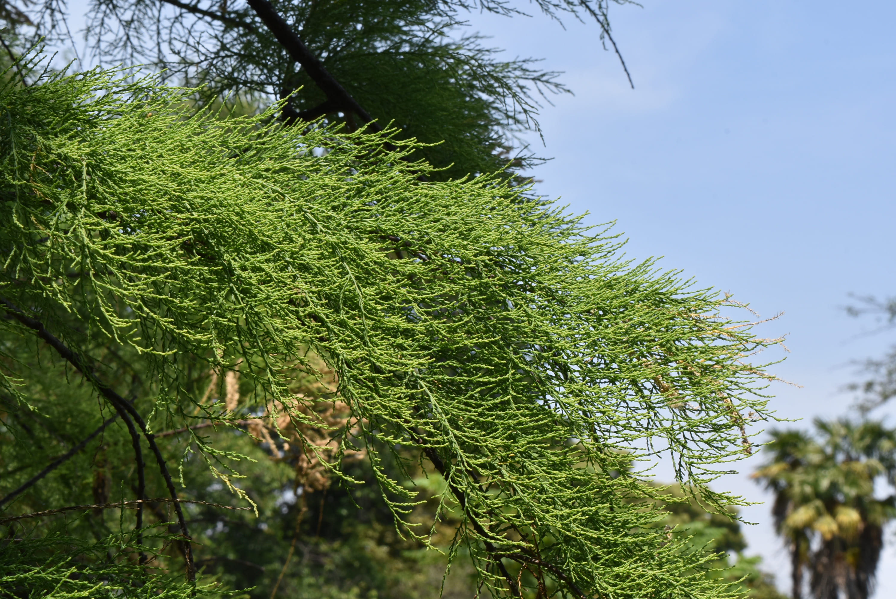 庭木図鑑 植木ペディア