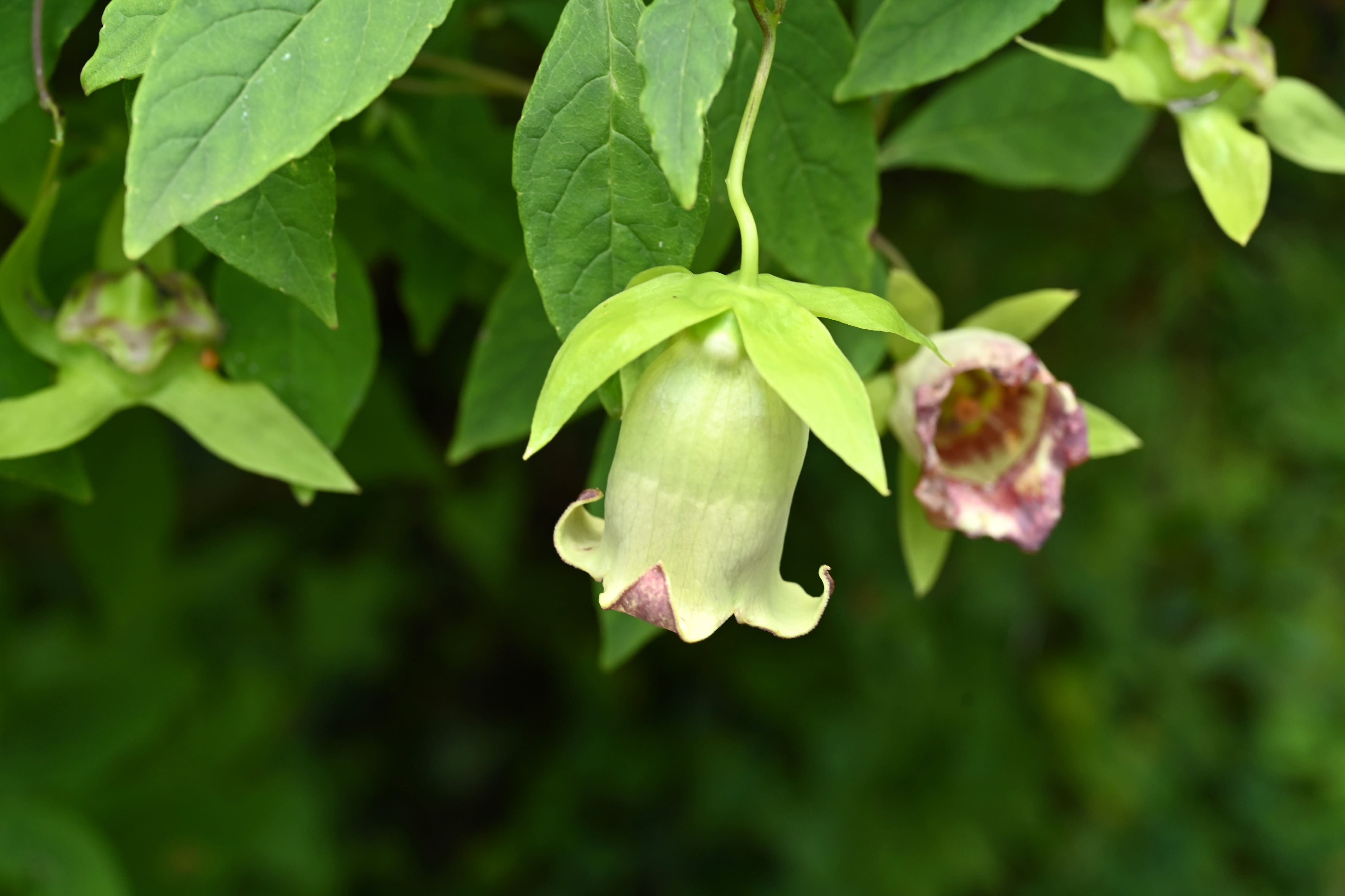 天然ツルニンジン 生蔓人参（ツルニンジン）1kg （1キログラム） | 安曇野長生会shop