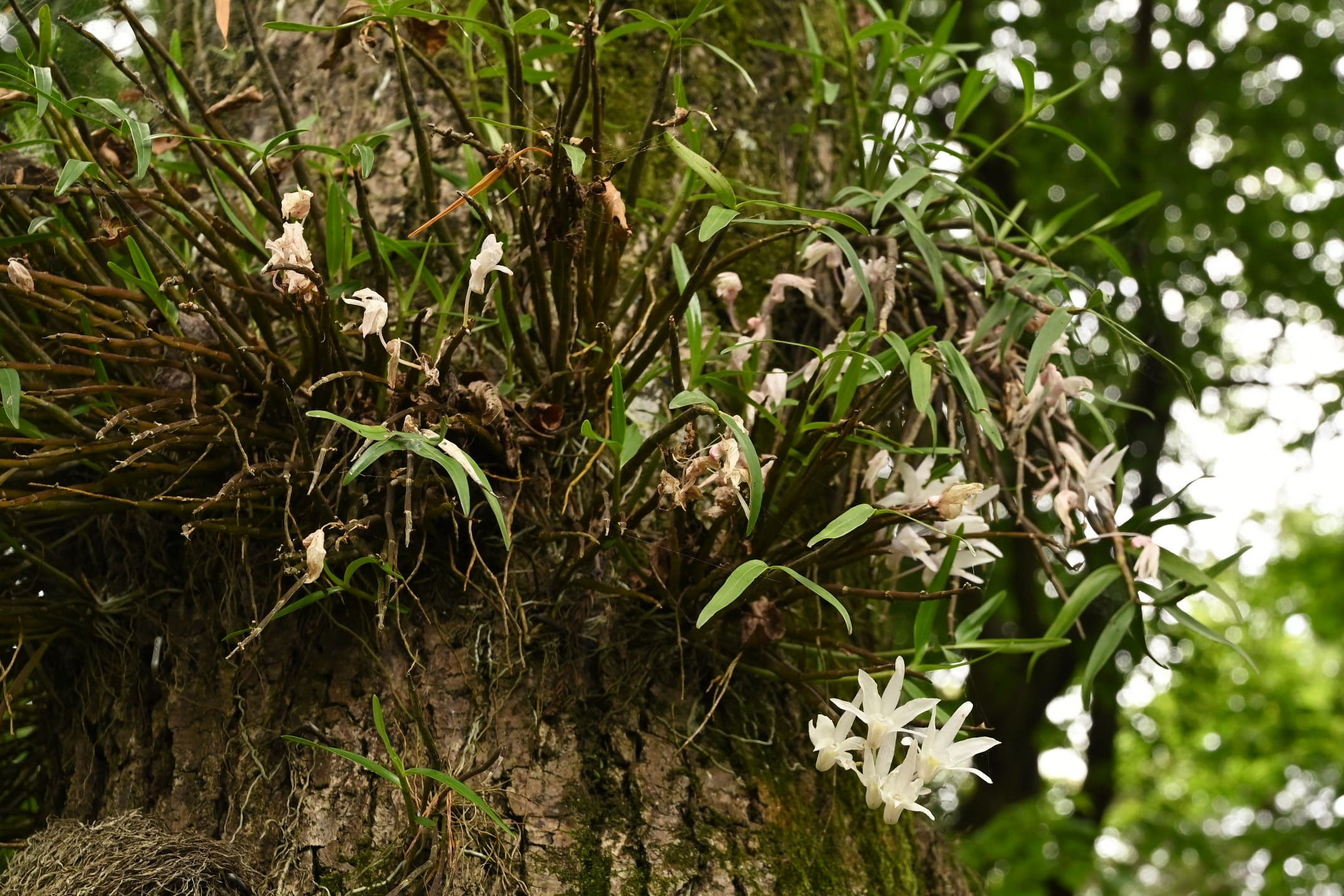 モッコク 木斛 庭木図鑑 植木ペディア モッコク 木斛 庭木図鑑 植木ペディア
