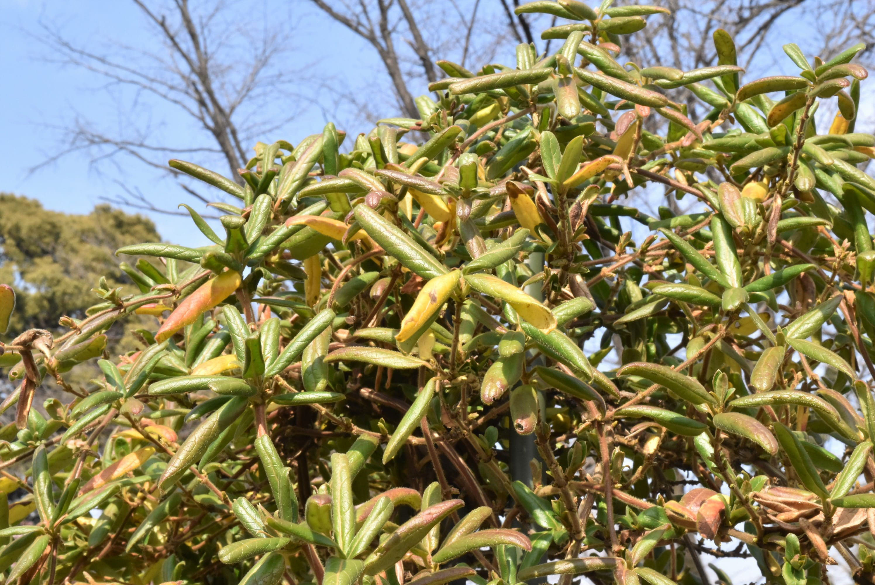 スイカズラ 吸葛 庭木図鑑 植木ペディア