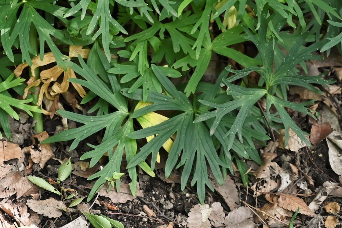 ヤマトリカブト やまとりかぶと 山鳥兜 庭木図鑑 植木ペディア