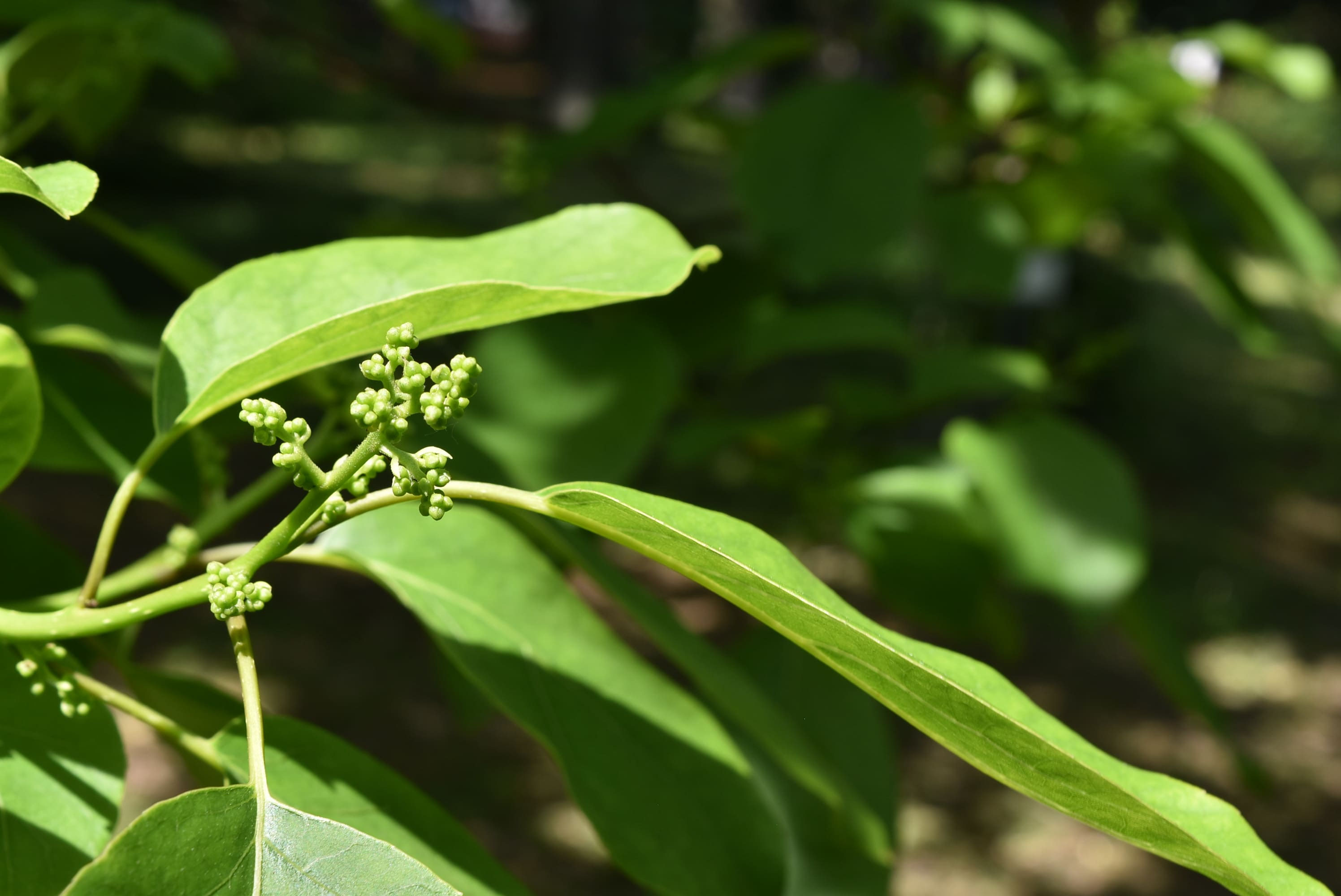 専用です‼️群言堂　ホワイトパンツ　萵苣の木　ちしゃの木 専用です‼️群言堂 ホワイトパンツ 萵苣の木 ちしゃの木 ワイドコード