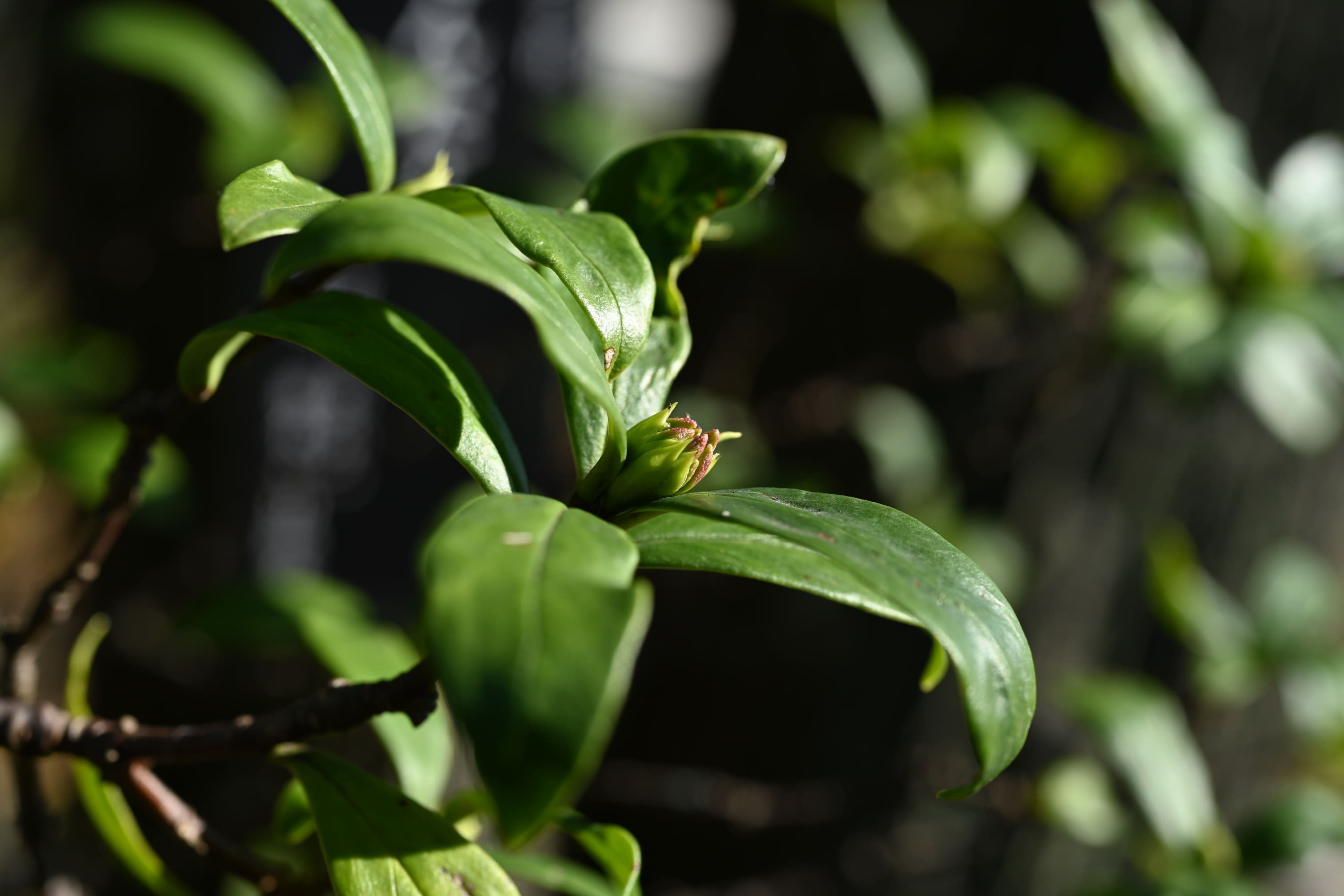 ジンチョウゲ 沈丁花 庭木図鑑 植木ペディア