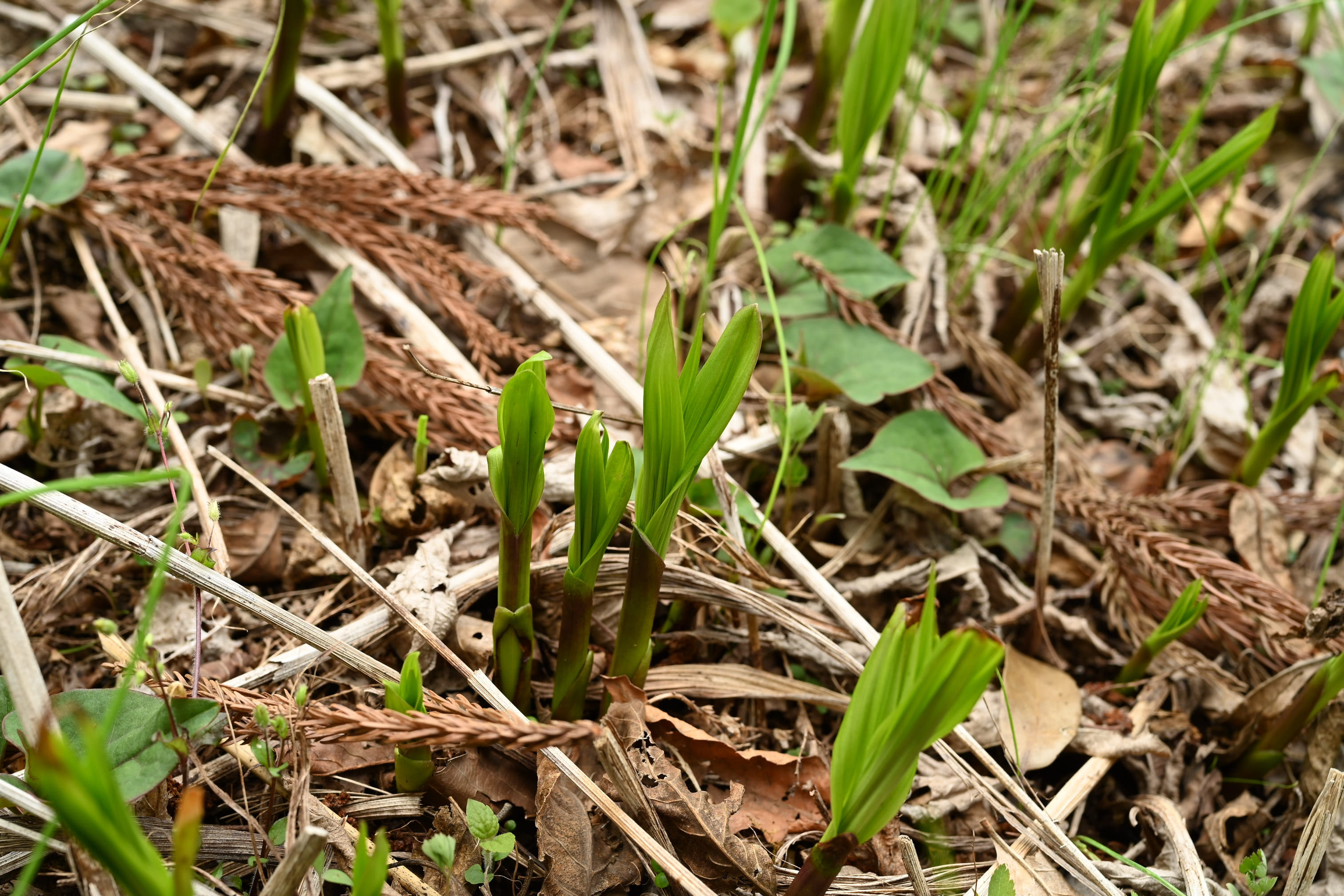 シラン（紫欄） - 庭木図鑑 植木ペディア