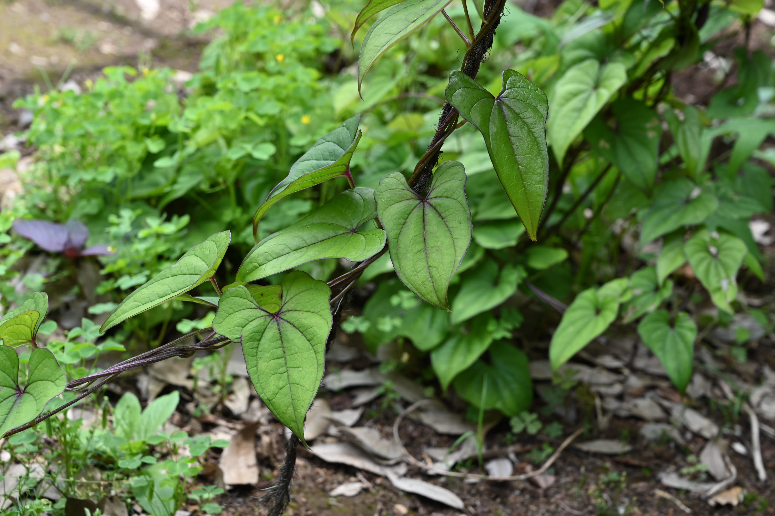 ヤマノイモ やまのいも 山芋 庭木図鑑 植木ペディア