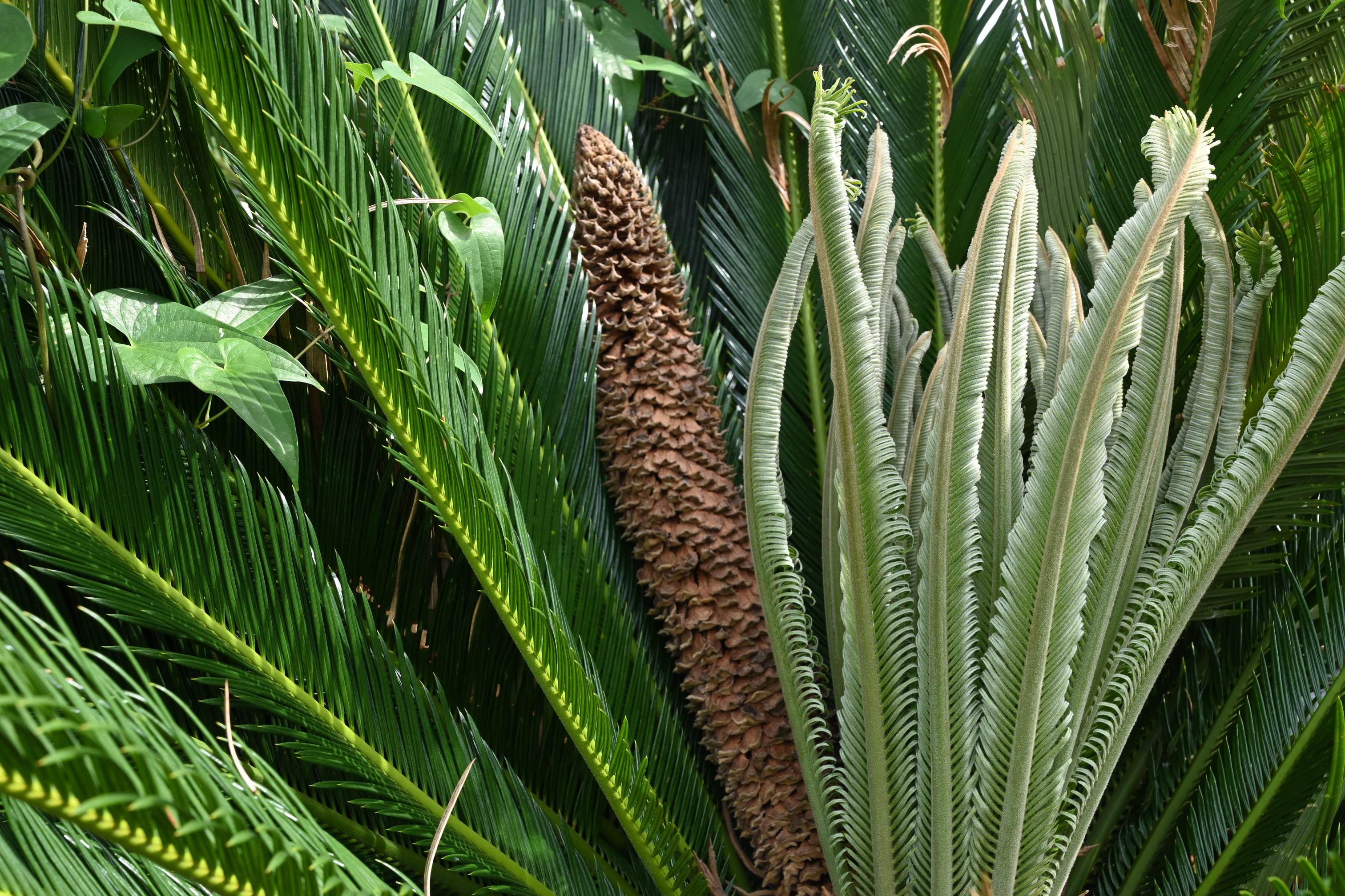 ソテツ(蘇鉄)/Japanese sago palm ※陶器鉢付き | 【観葉植物・鉢