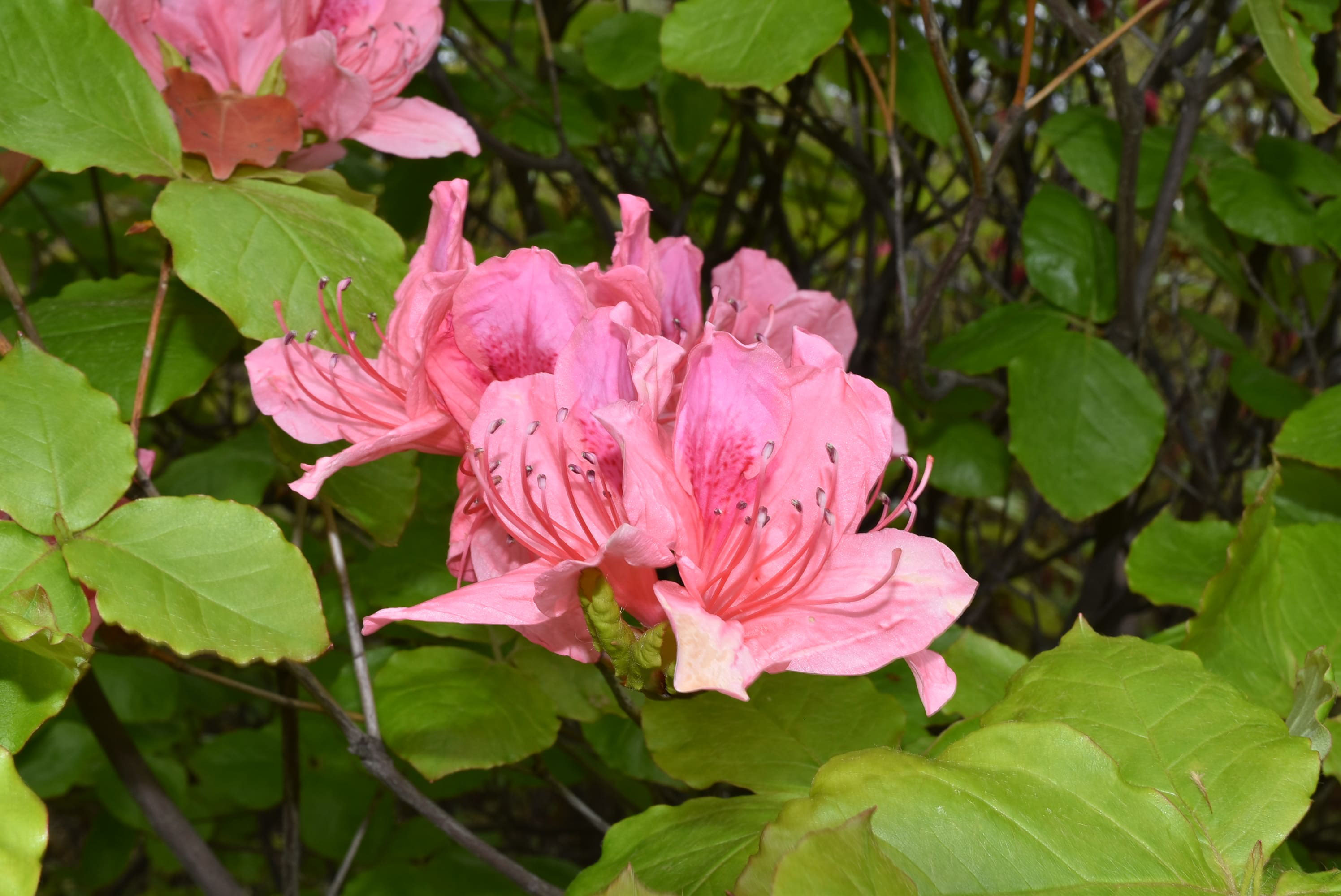 オンツツジ おんつつじ 雄躑躅 庭木図鑑 植木ペディア