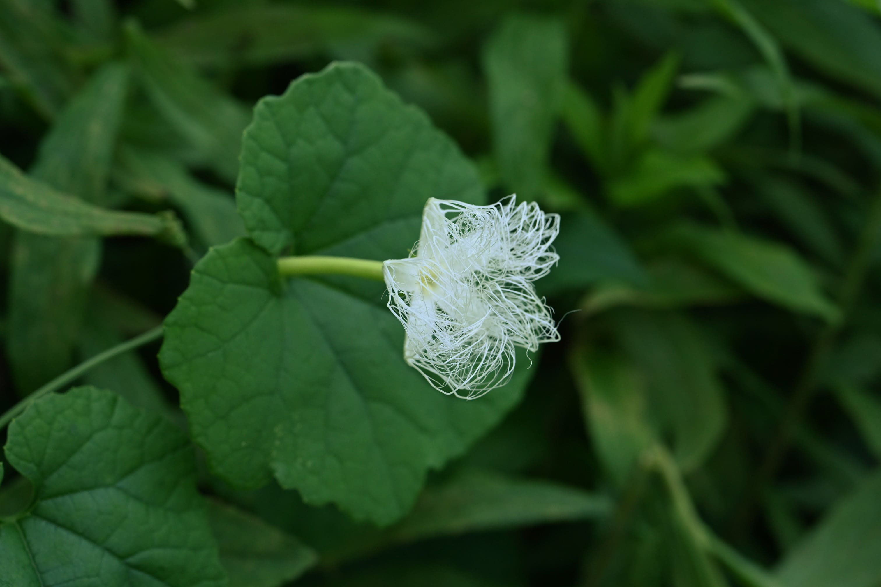 カラスウリ からすうり 烏瓜 庭木図鑑 植木ペディア
