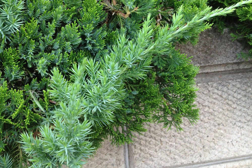 カイヅカイブキ（貝塚息吹） - 庭木図鑑 植木ペディア
