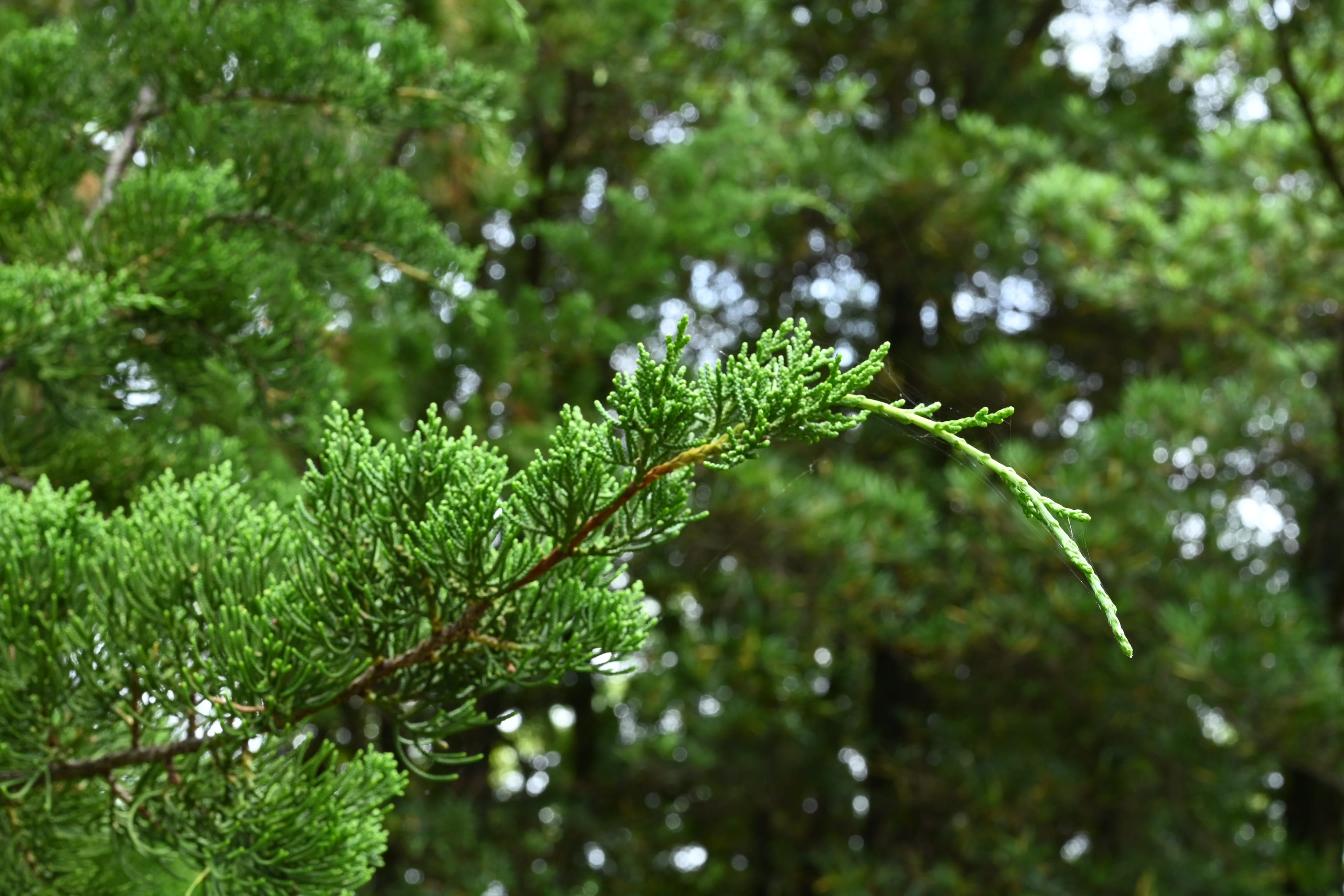 カイヅカイブキ 貝塚息吹 庭木図鑑 植木ペディア