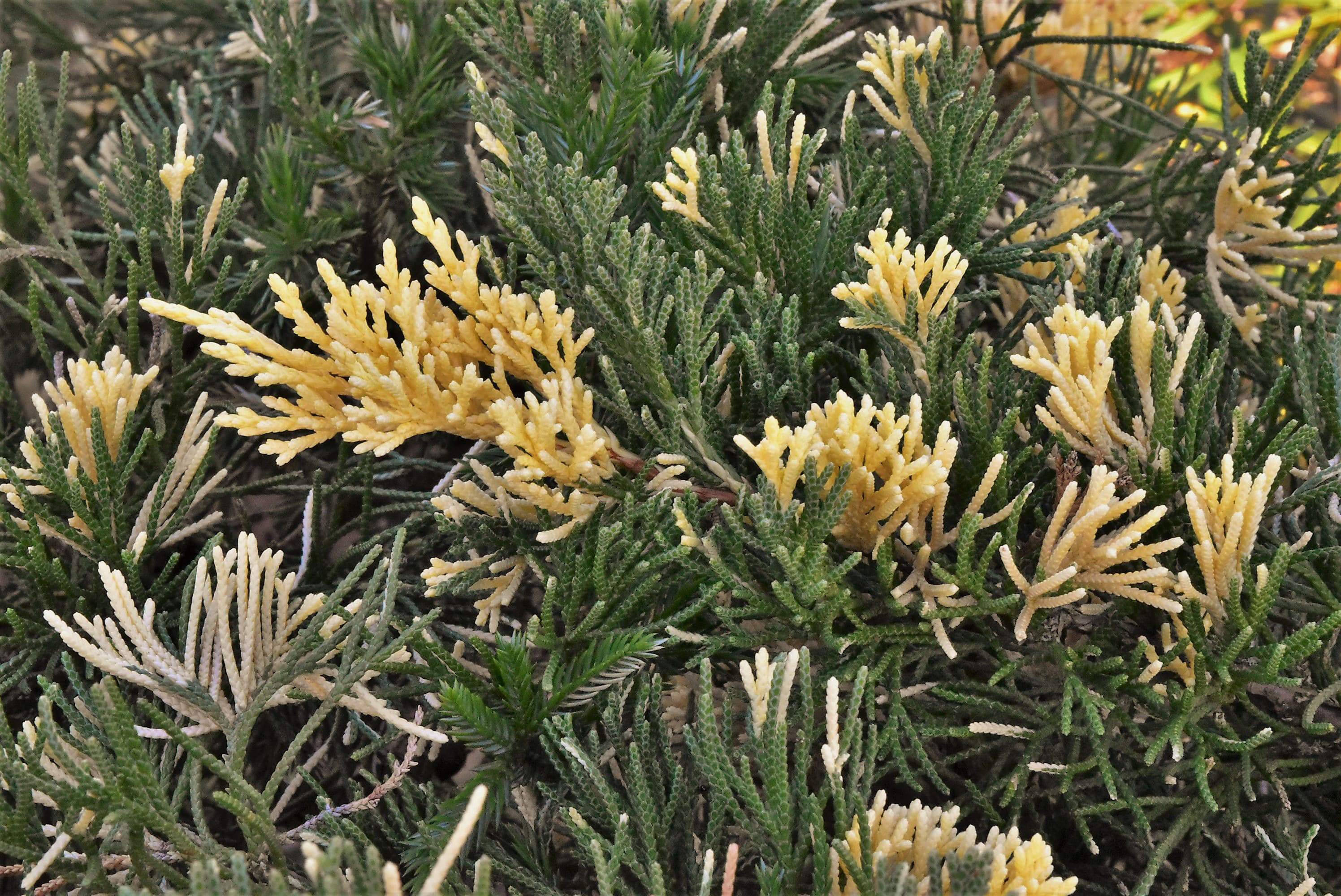 庭木図鑑 植木ペディア
