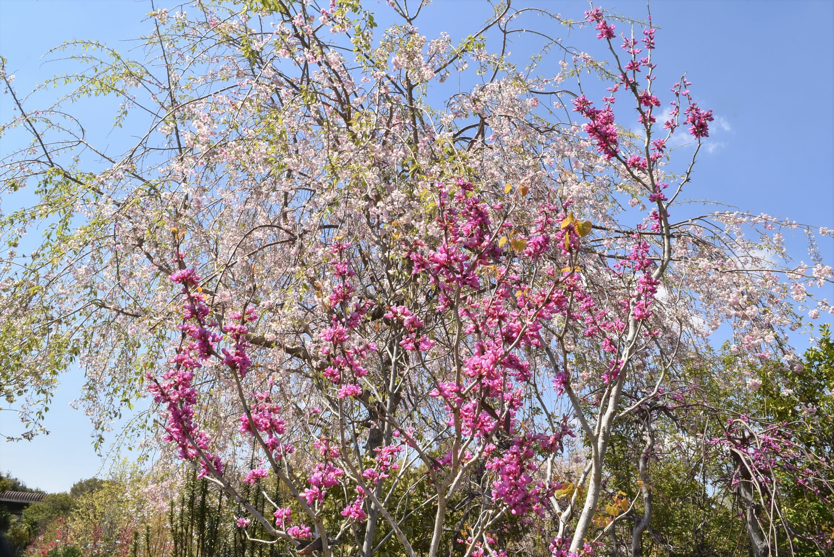 ハナズオウ 花蘇芳 庭木図鑑 植木ペディア
