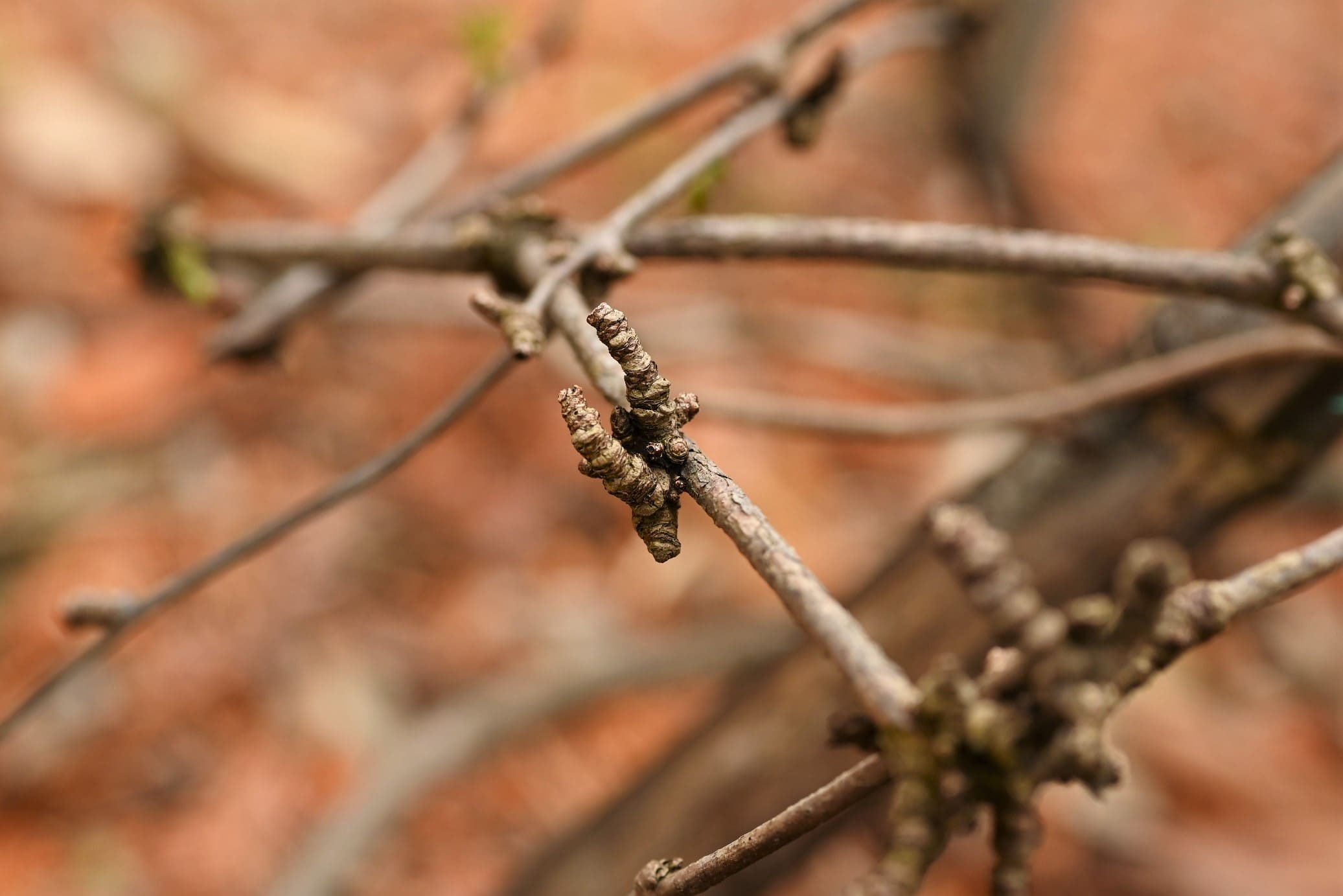 アケビ（木通） - 庭木図鑑 植木ペディア